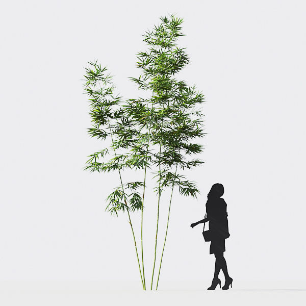 Bamboo Collection - Include GrowFX and Mesh file 3D model_28