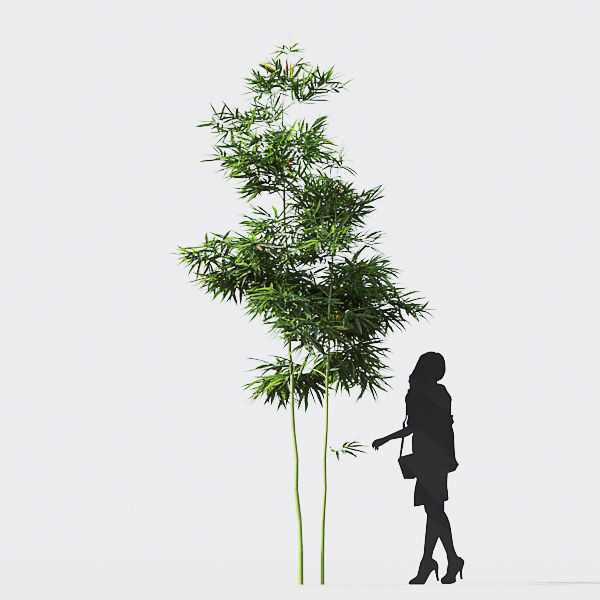 Bamboo Collection - Include GrowFX and Mesh file 3D model_19