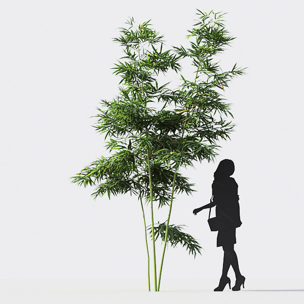 Bamboo Collection - Include GrowFX and Mesh file 3D model_18