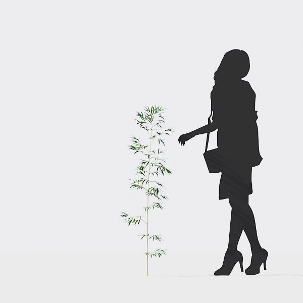 Bamboo Collection - Include GrowFX and Mesh file 3D model_42