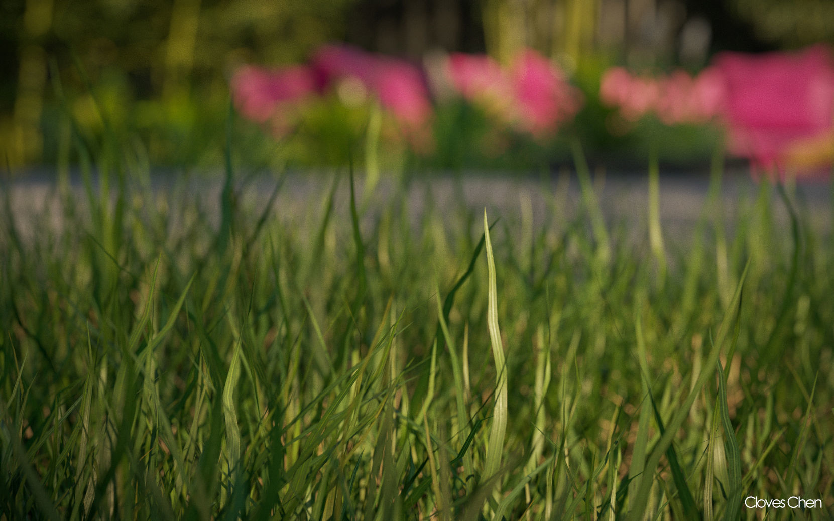 Bamboo Collection - Include GrowFX and Mesh file 3D model_6