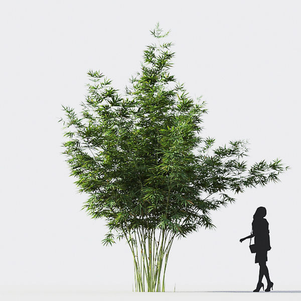 Bamboo Collection - Include GrowFX and Mesh file 3D model_23