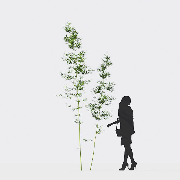 Bamboo Collection - Include GrowFX and Mesh file 3D model_26