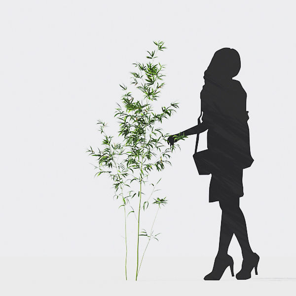 Bamboo Collection - Include GrowFX and Mesh file 3D model_15