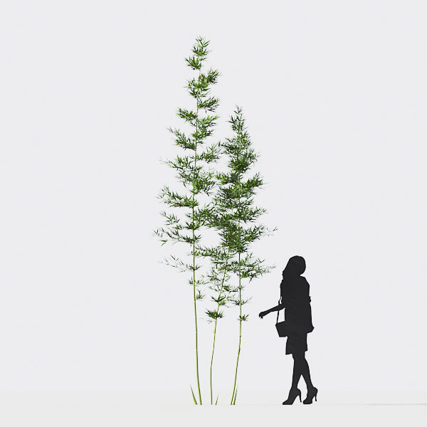 Bamboo Collection - Include GrowFX and Mesh file 3D model_27