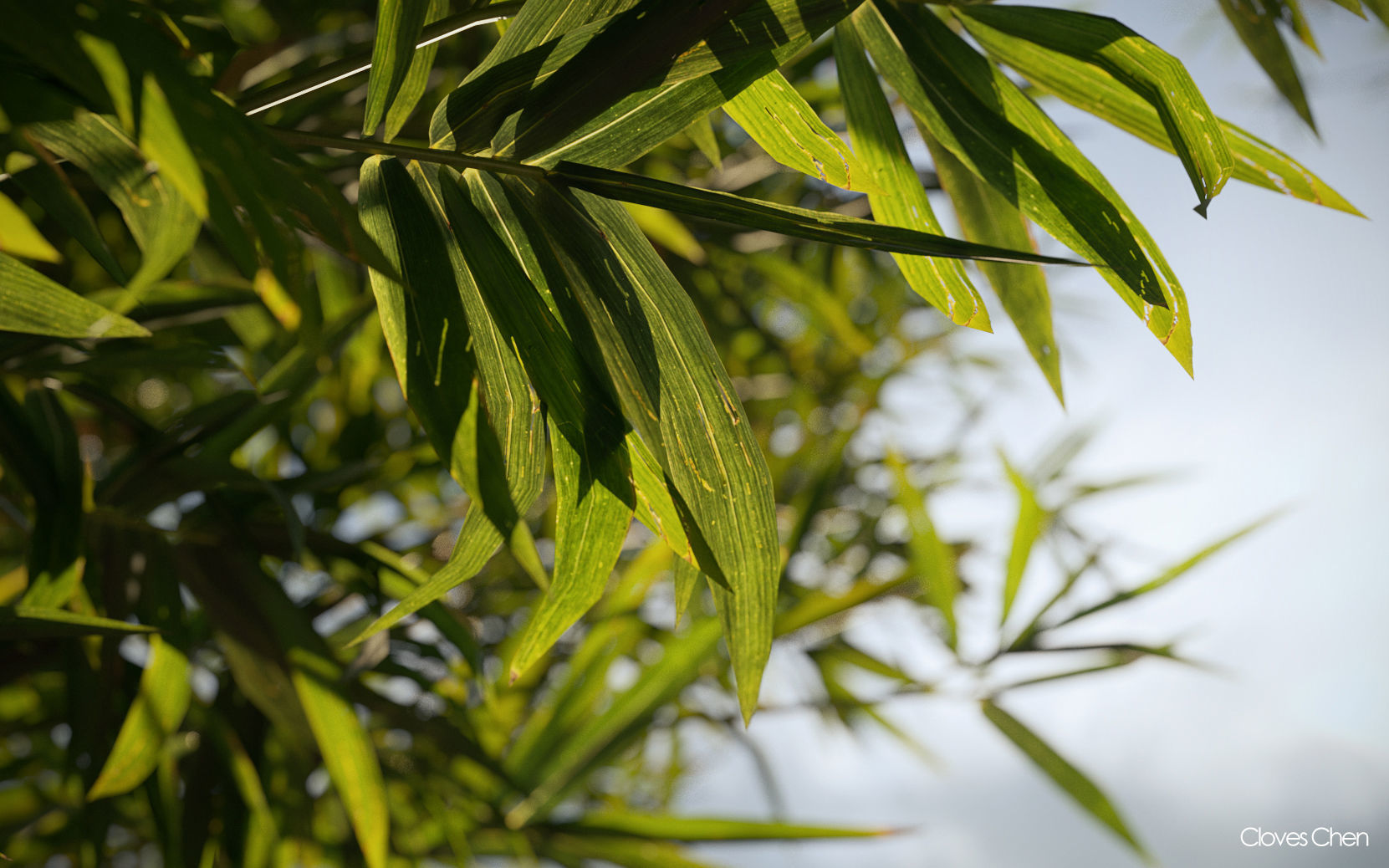 Bamboo Collection - Include GrowFX and Mesh file 3D model_2