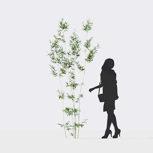 Bamboo Collection - Include GrowFX and Mesh file 3D model_24