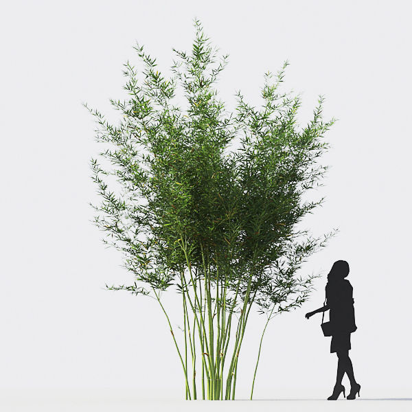 Bamboo Collection - Include GrowFX and Mesh file 3D model_14