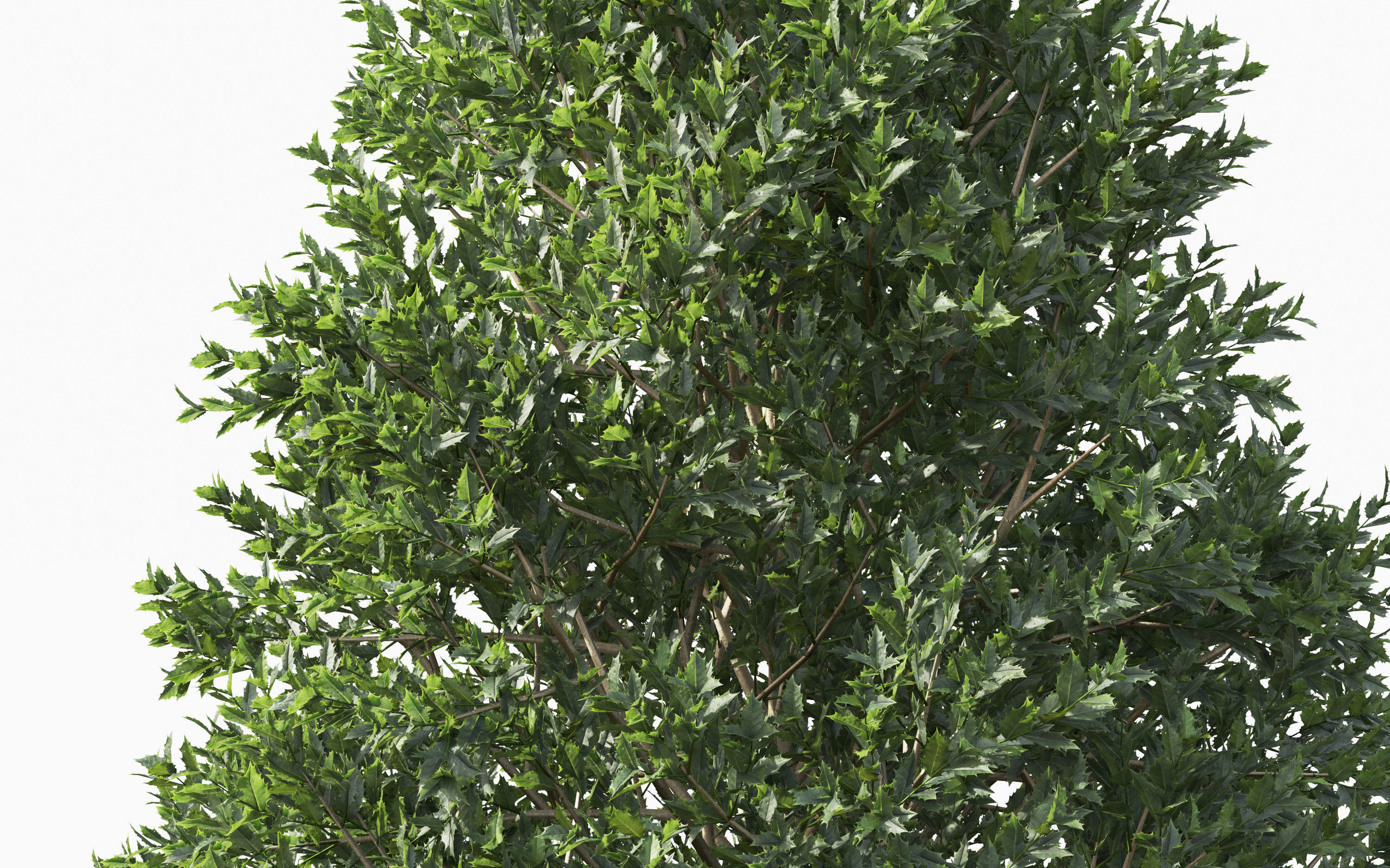 Boxwood Shrub collection - Include GrowFX and Mesh file 3D model_15