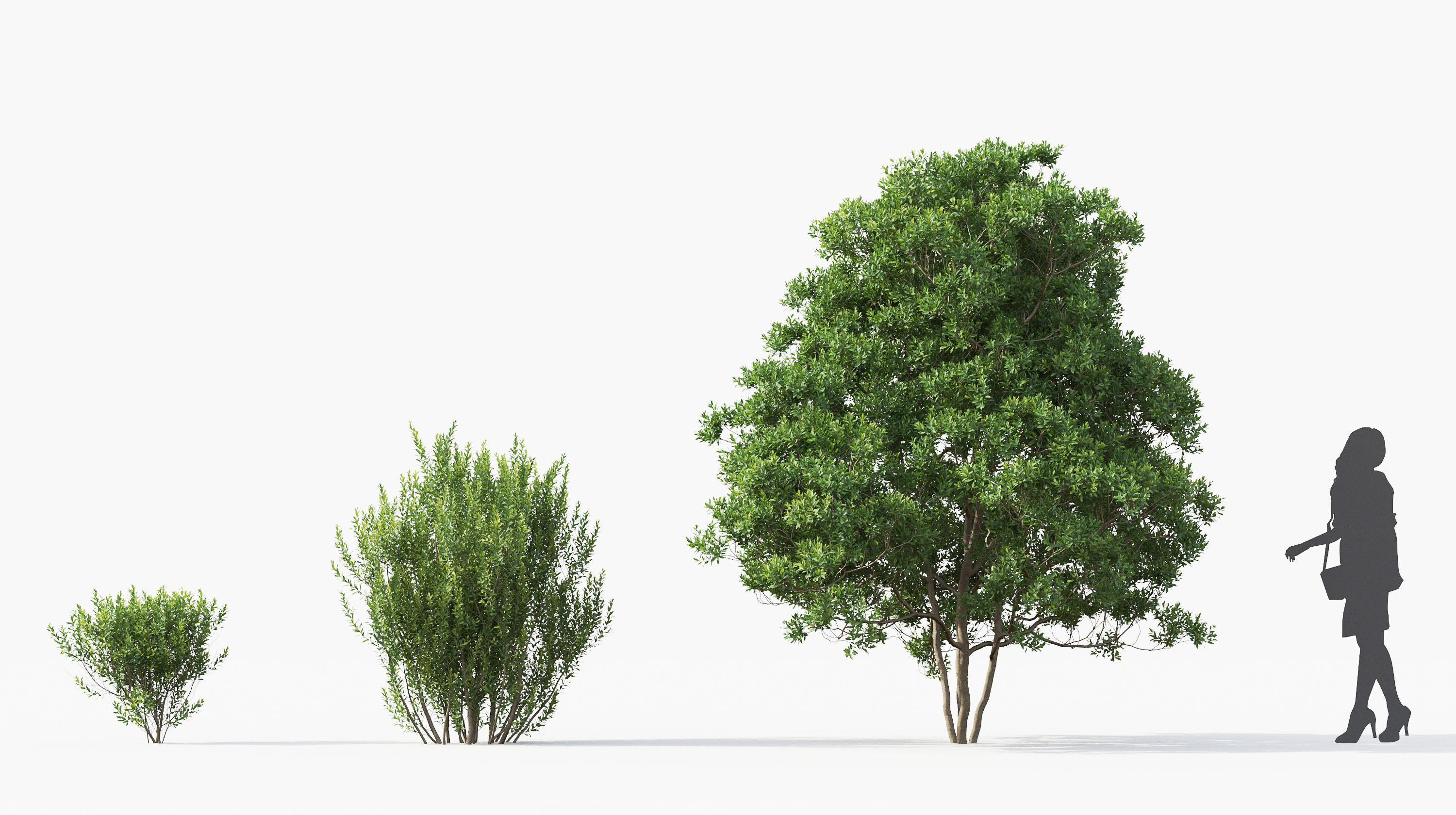Boxwood Shrub collection - Include GrowFX and Mesh file 3D model_36