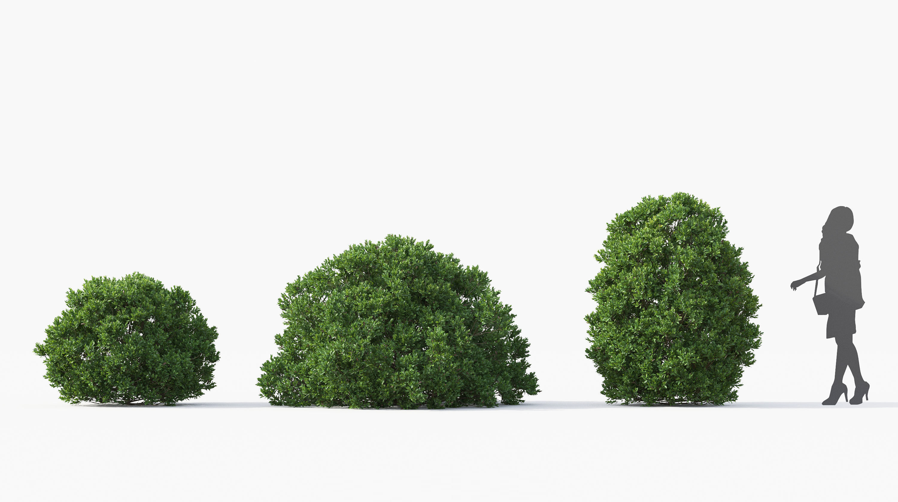 Boxwood Shrub collection - Include GrowFX and Mesh file 3D model_37