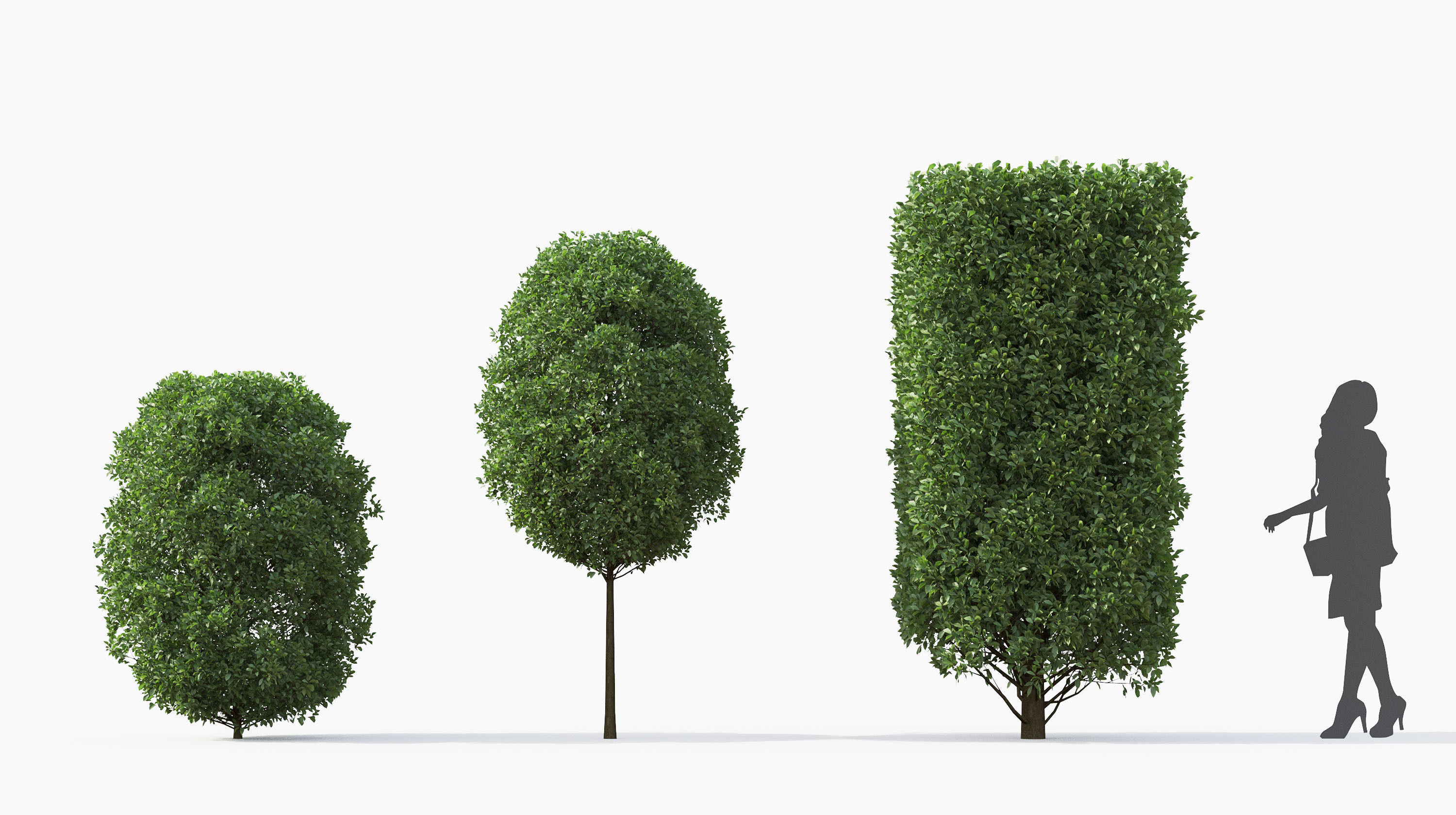 Boxwood Shrub collection - Include GrowFX and Mesh file 3D model_20