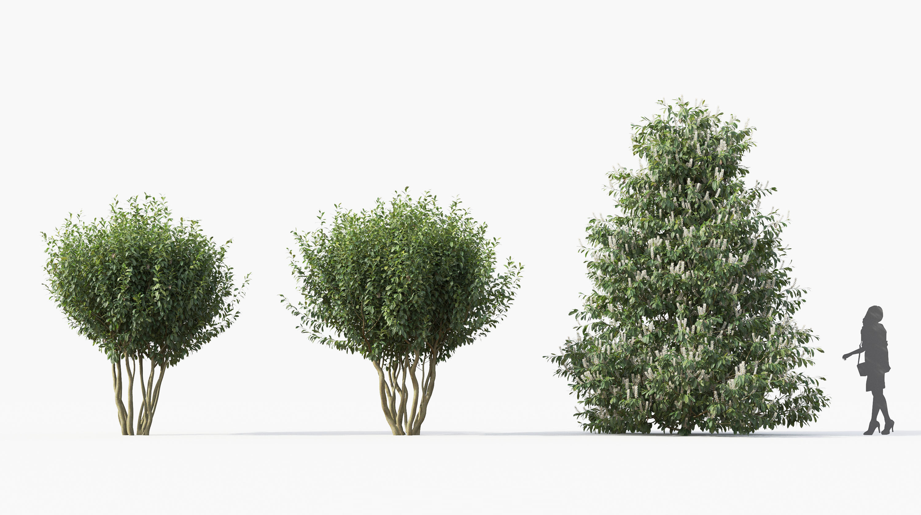 Boxwood Shrub collection - Include GrowFX and Mesh file 3D model_41