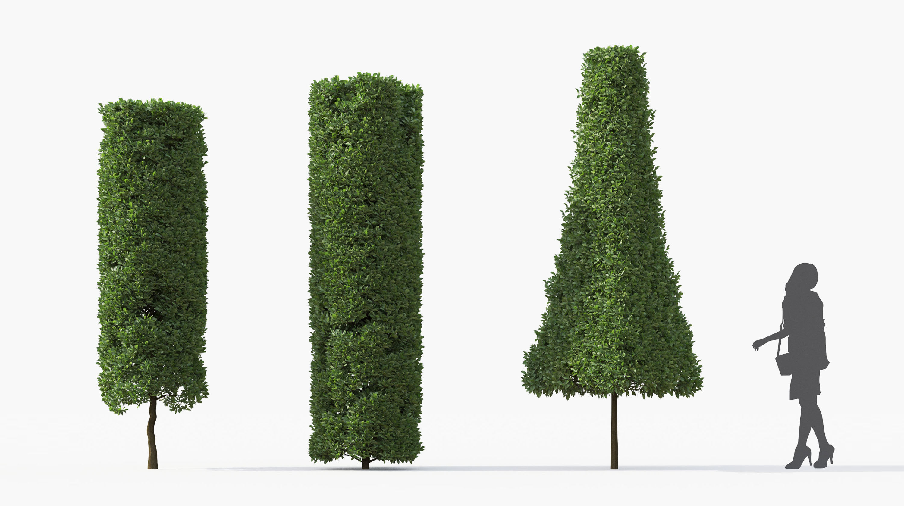Boxwood Shrub collection - Include GrowFX and Mesh file 3D model_21