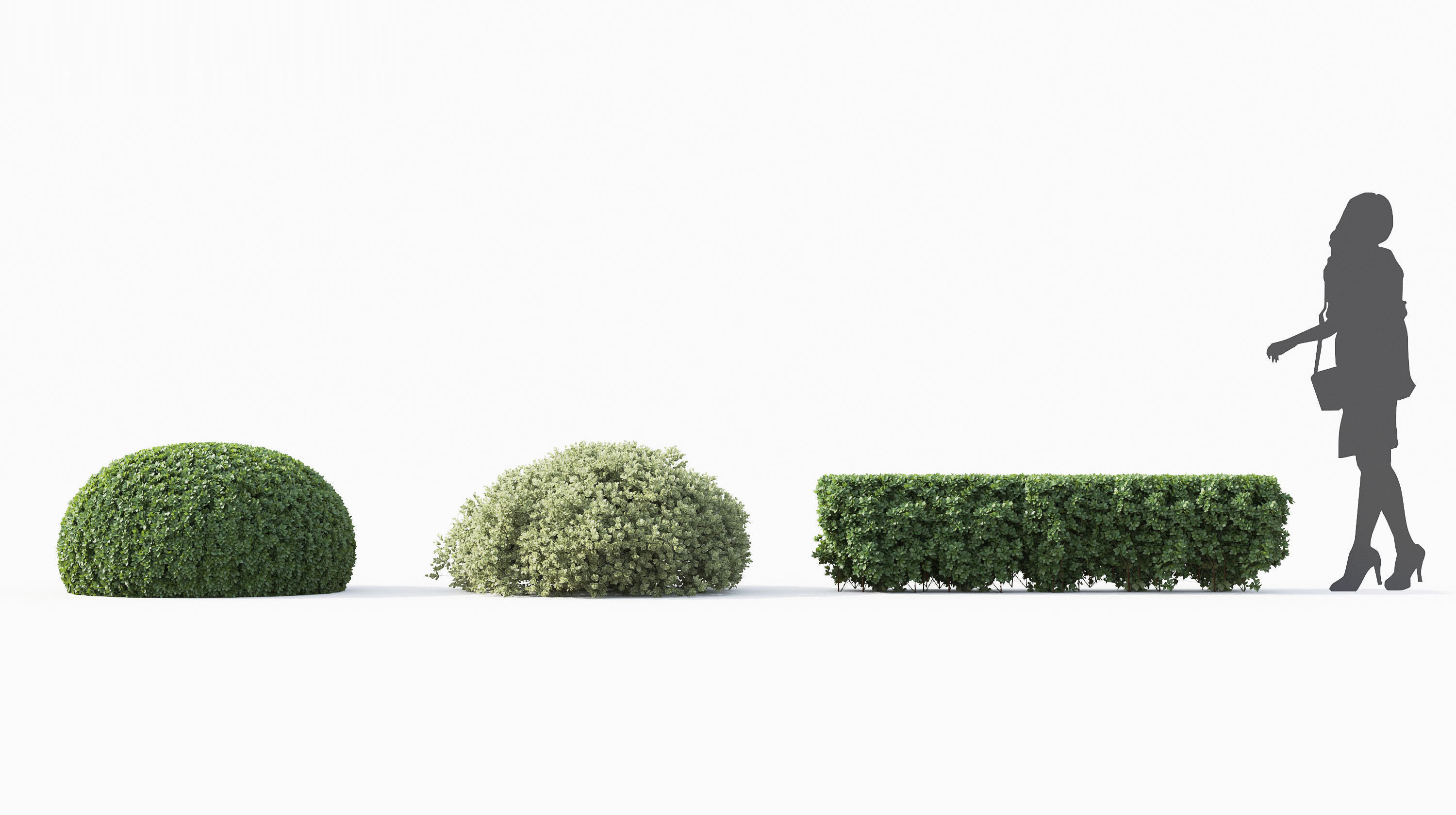 Boxwood Shrub collection - Include GrowFX and Mesh file 3D model_8