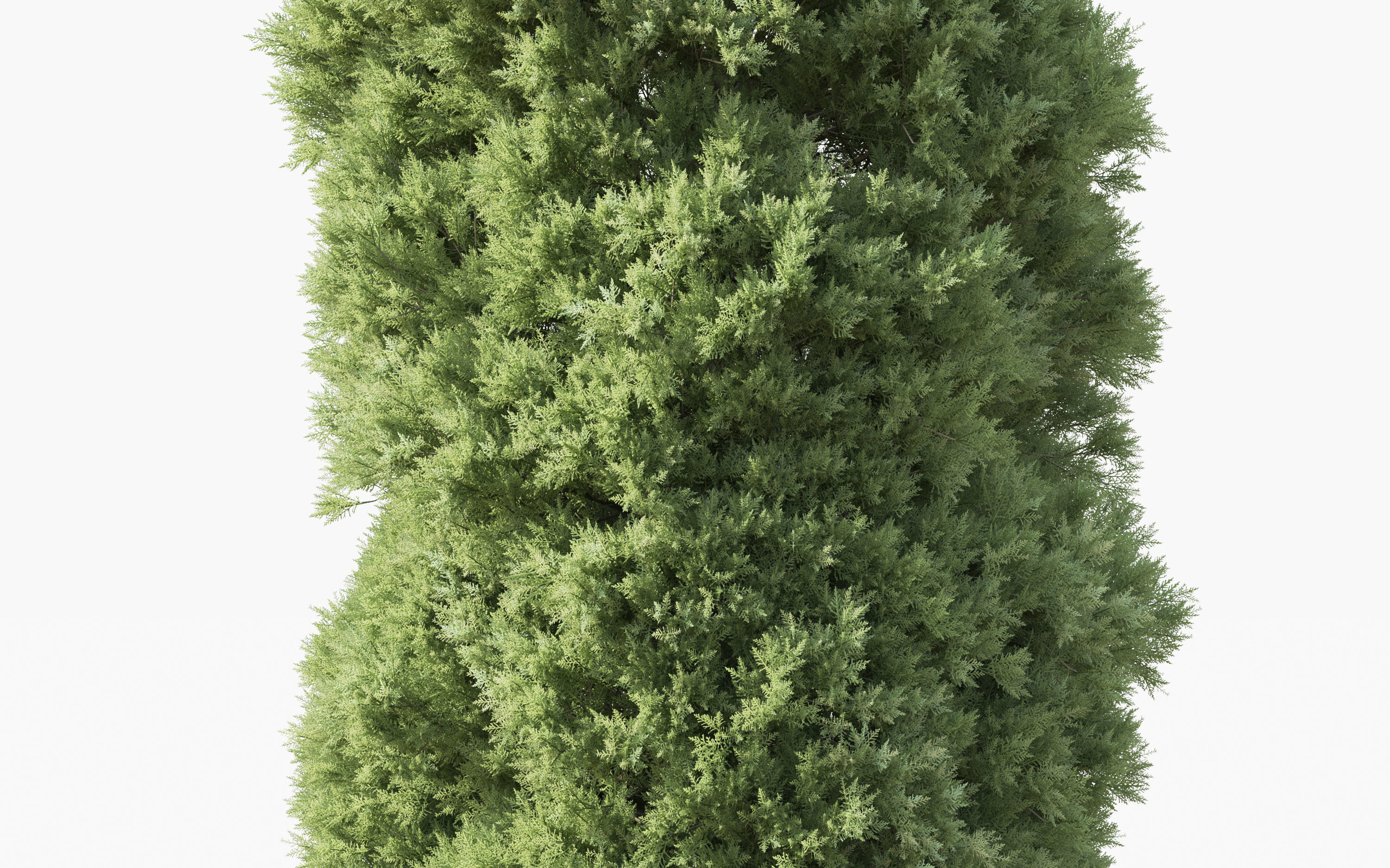 Boxwood Shrub collection - Include GrowFX and Mesh file 3D model_31