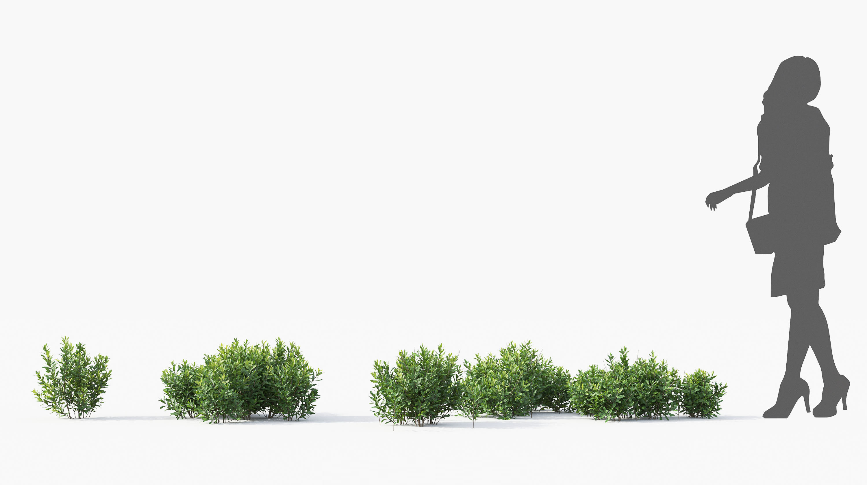 Boxwood Shrub collection - Include GrowFX and Mesh file 3D model_35