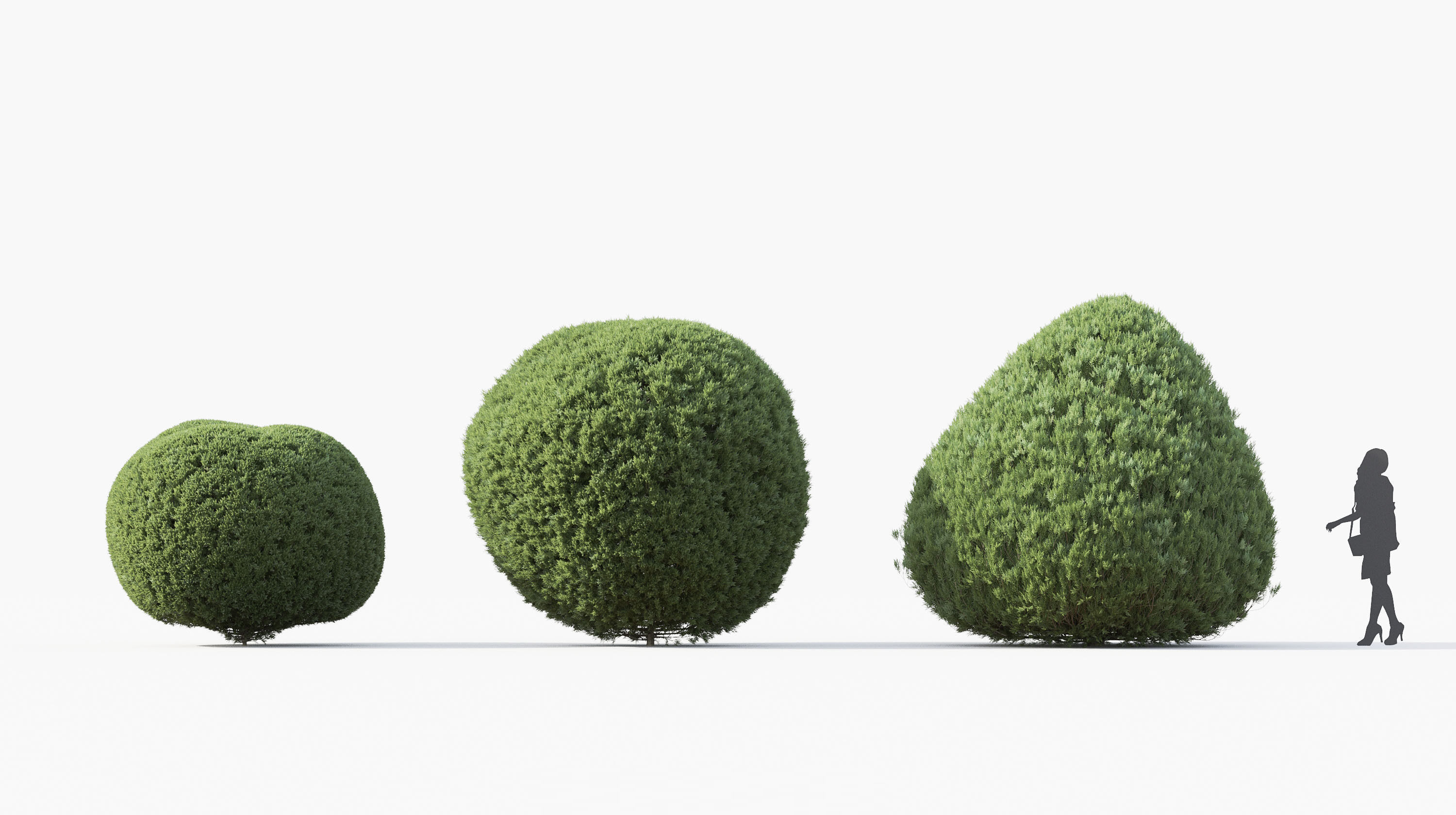 Boxwood Shrub collection - Include GrowFX and Mesh file 3D model_28