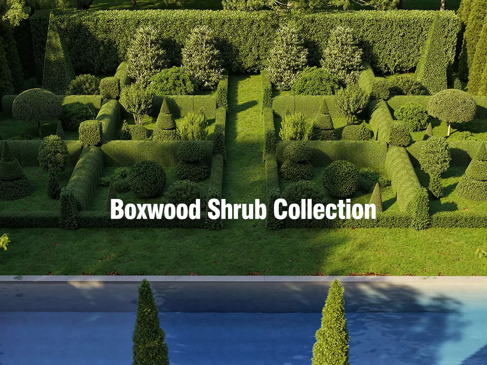 Boxwood Shrub collection - Include GrowFX and Mesh file 3D model_0