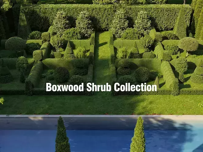 Boxwood Shrub collection - Include GrowFX and Mesh file 3D model Boxwood Shrub collection - Include GrowFX and Mesh file 3D model