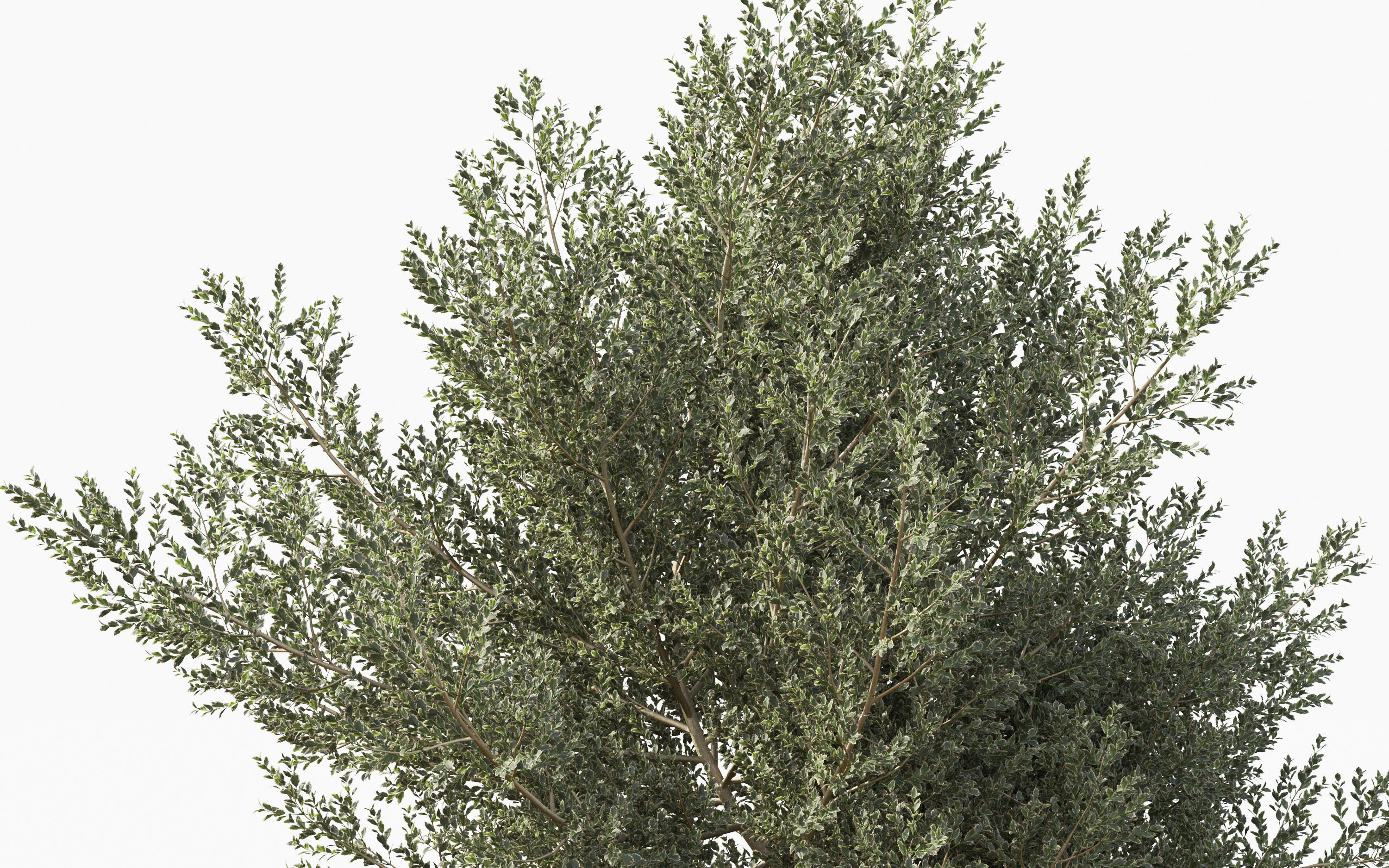 Boxwood Shrub collection - Include GrowFX and Mesh file 3D model_14