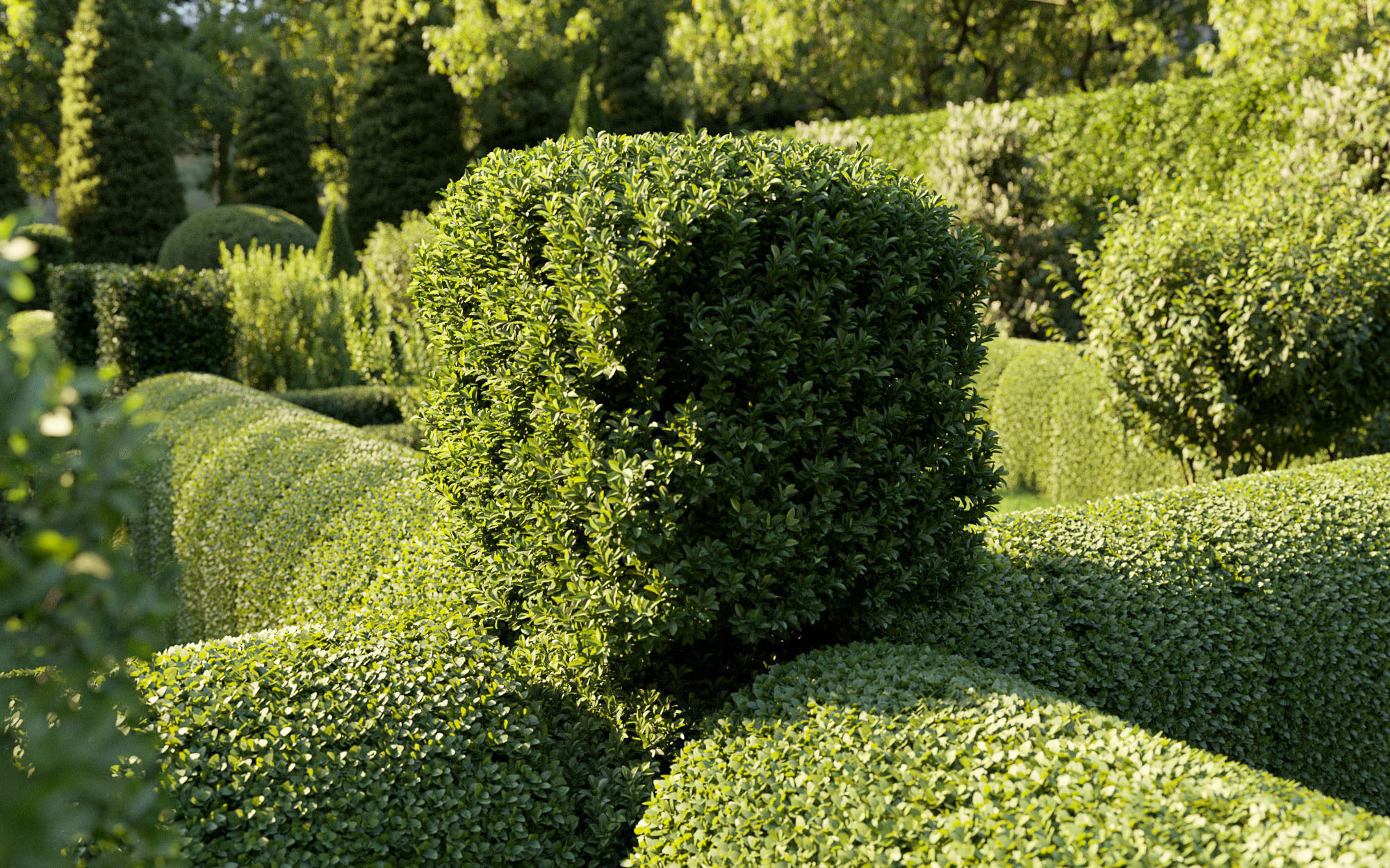 Boxwood Shrub collection - Include GrowFX and Mesh file 3D model_4