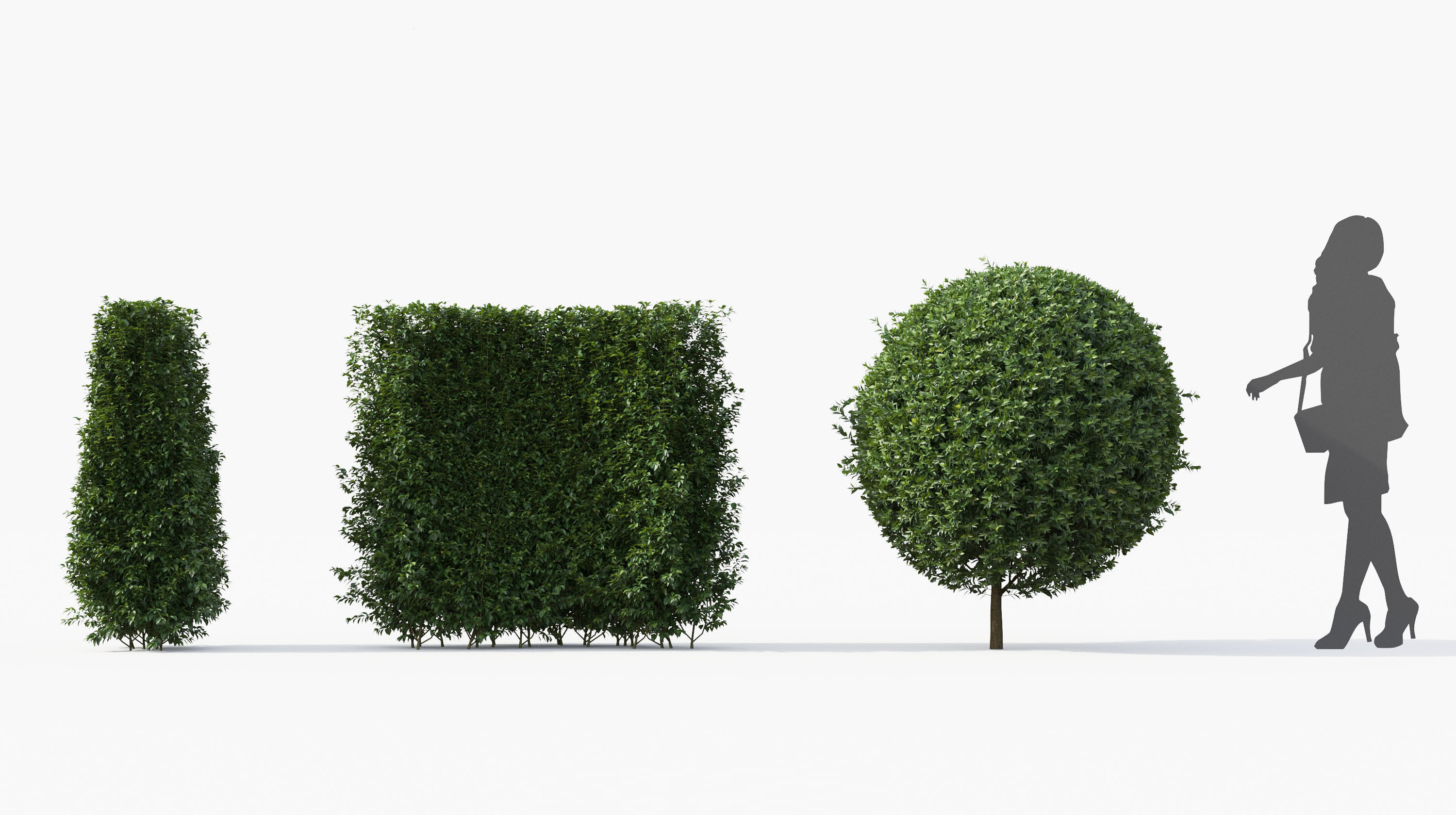 Boxwood Shrub collection - Include GrowFX and Mesh file 3D model_26