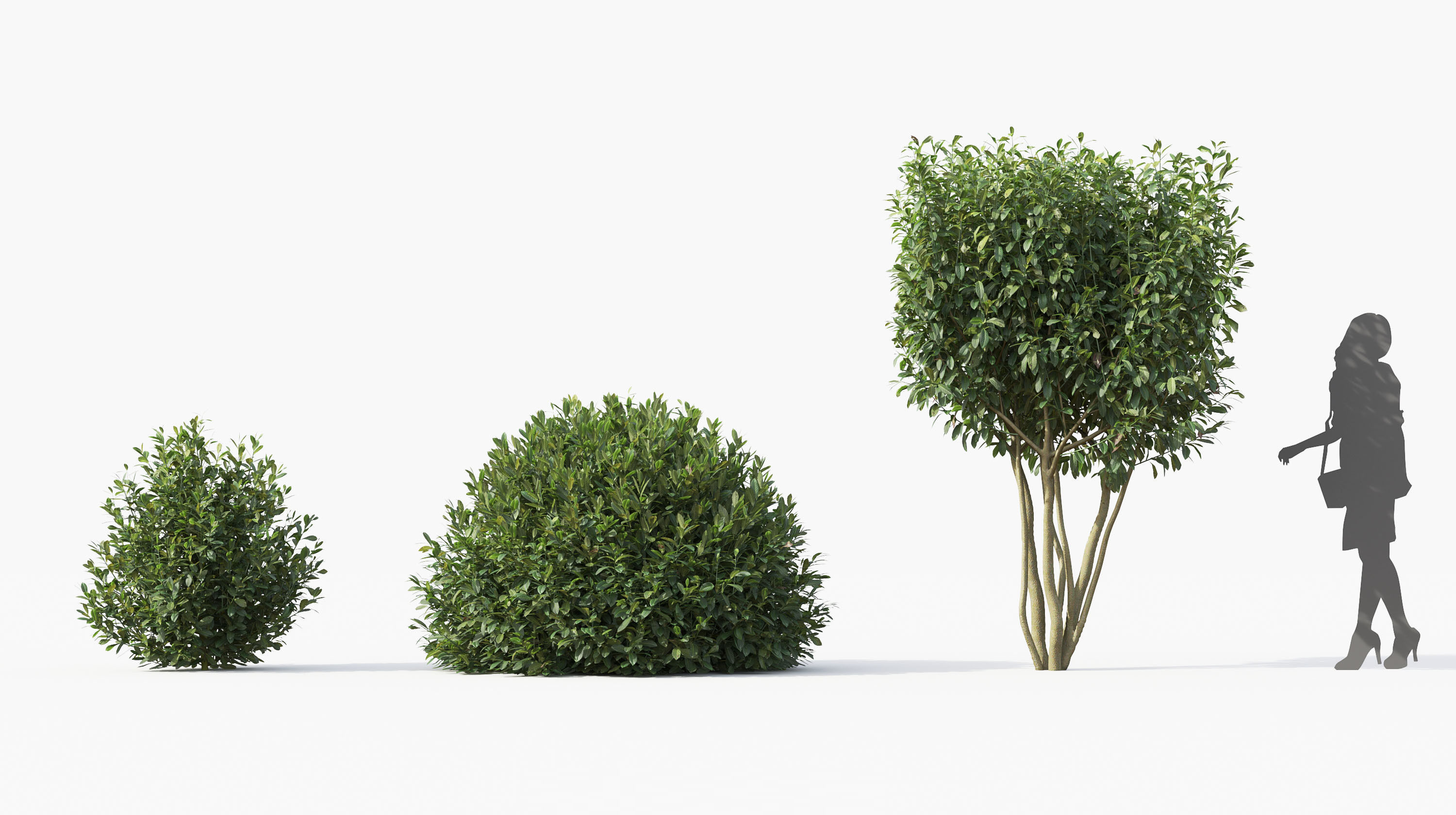 Boxwood Shrub collection - Include GrowFX and Mesh file 3D model_40