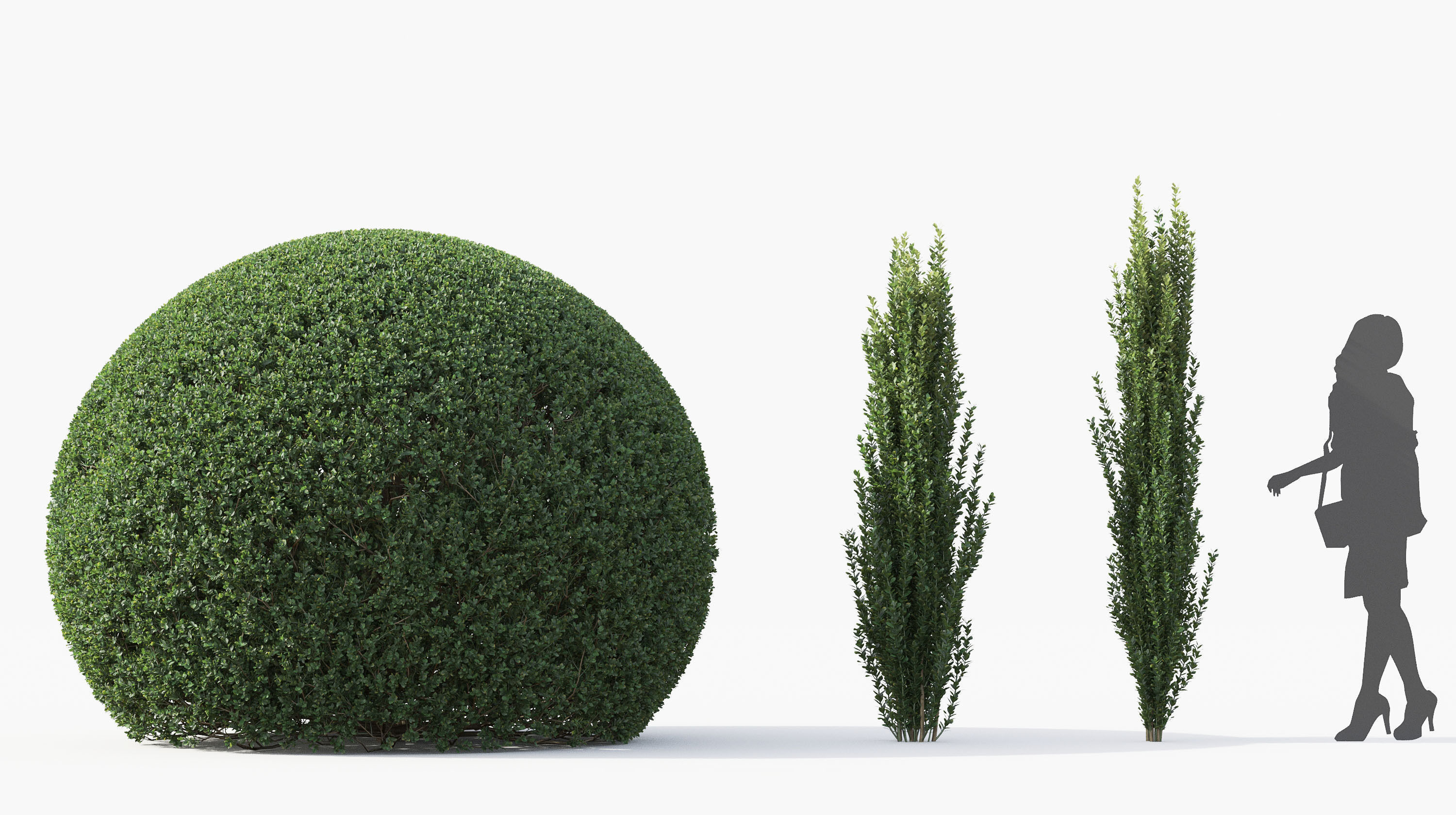 Boxwood Shrub collection - Include GrowFX and Mesh file 3D model_34