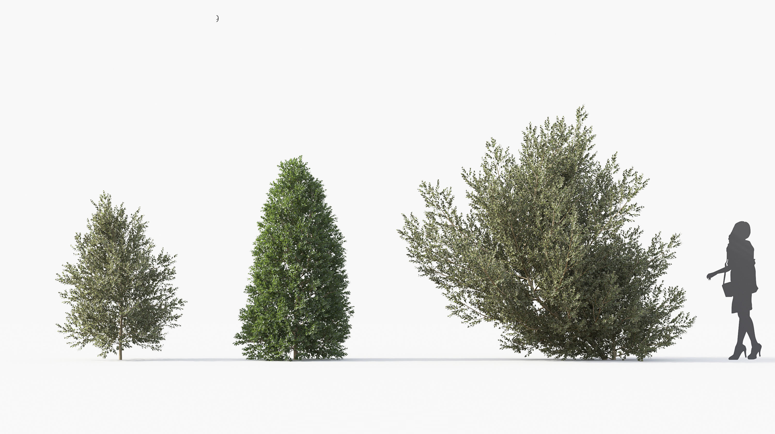 Boxwood Shrub collection - Include GrowFX and Mesh file 3D model_13