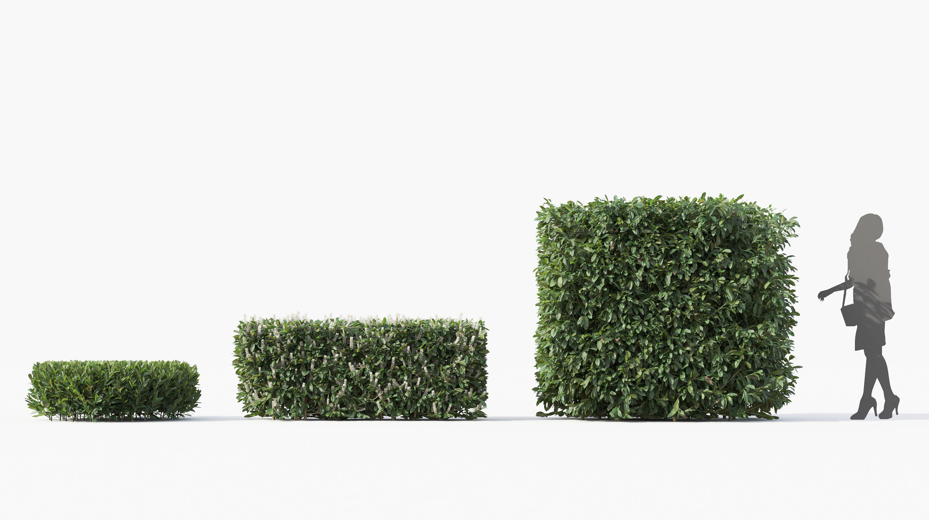Boxwood Shrub collection - Include GrowFX and Mesh file 3D model_39