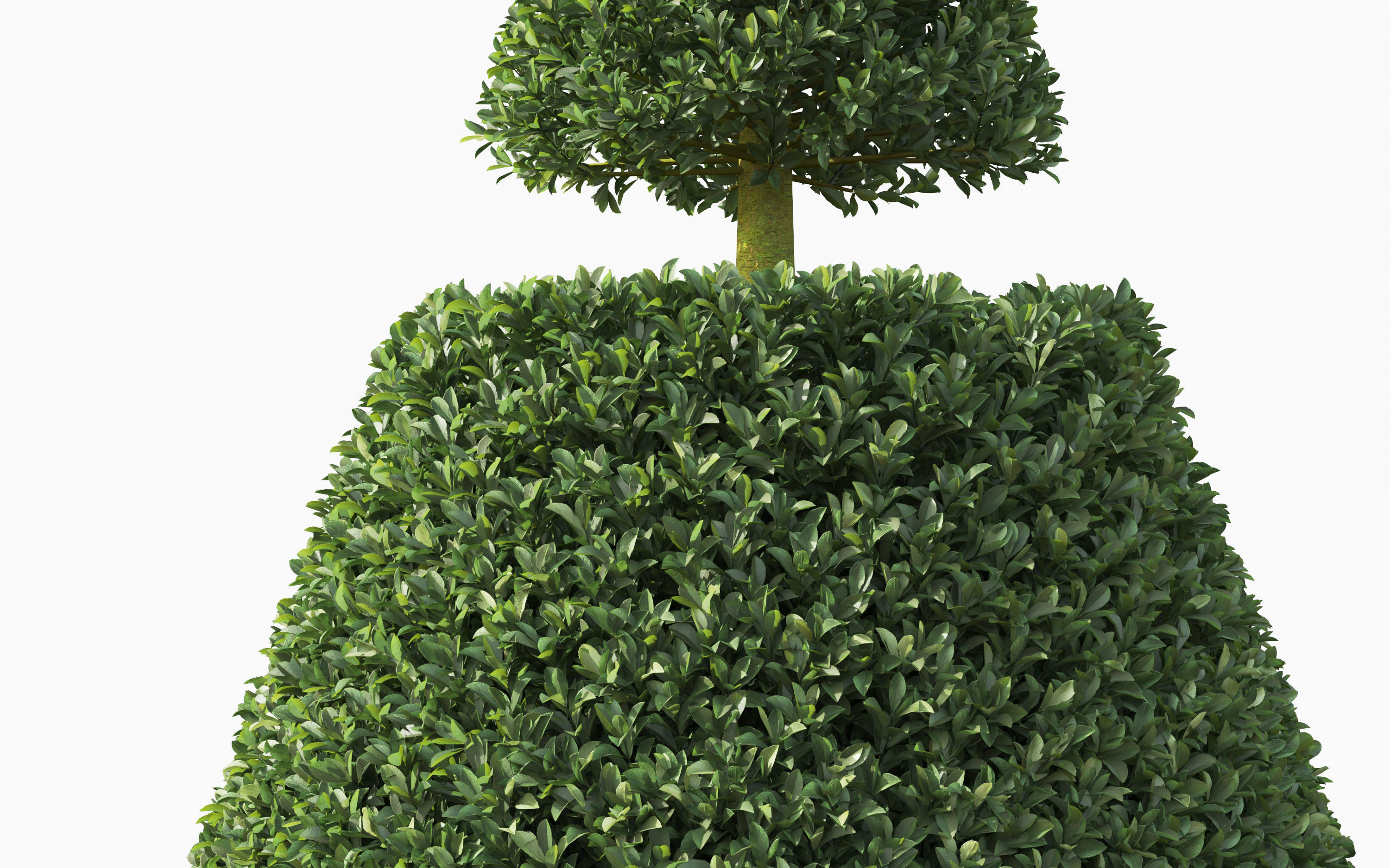Boxwood Shrub collection - Include GrowFX and Mesh file 3D model_19