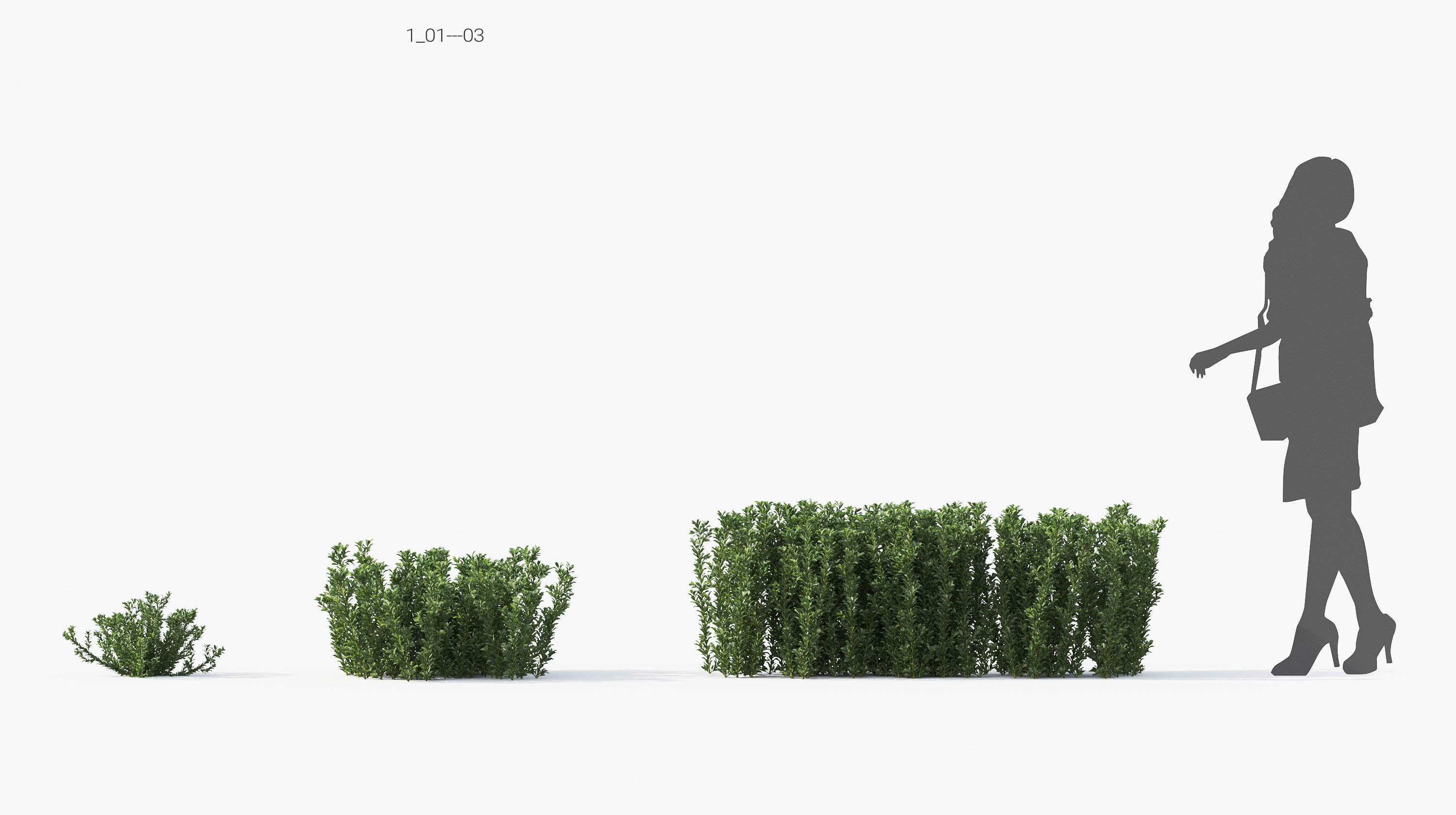 Boxwood Shrub collection - Include GrowFX and Mesh file 3D model_16