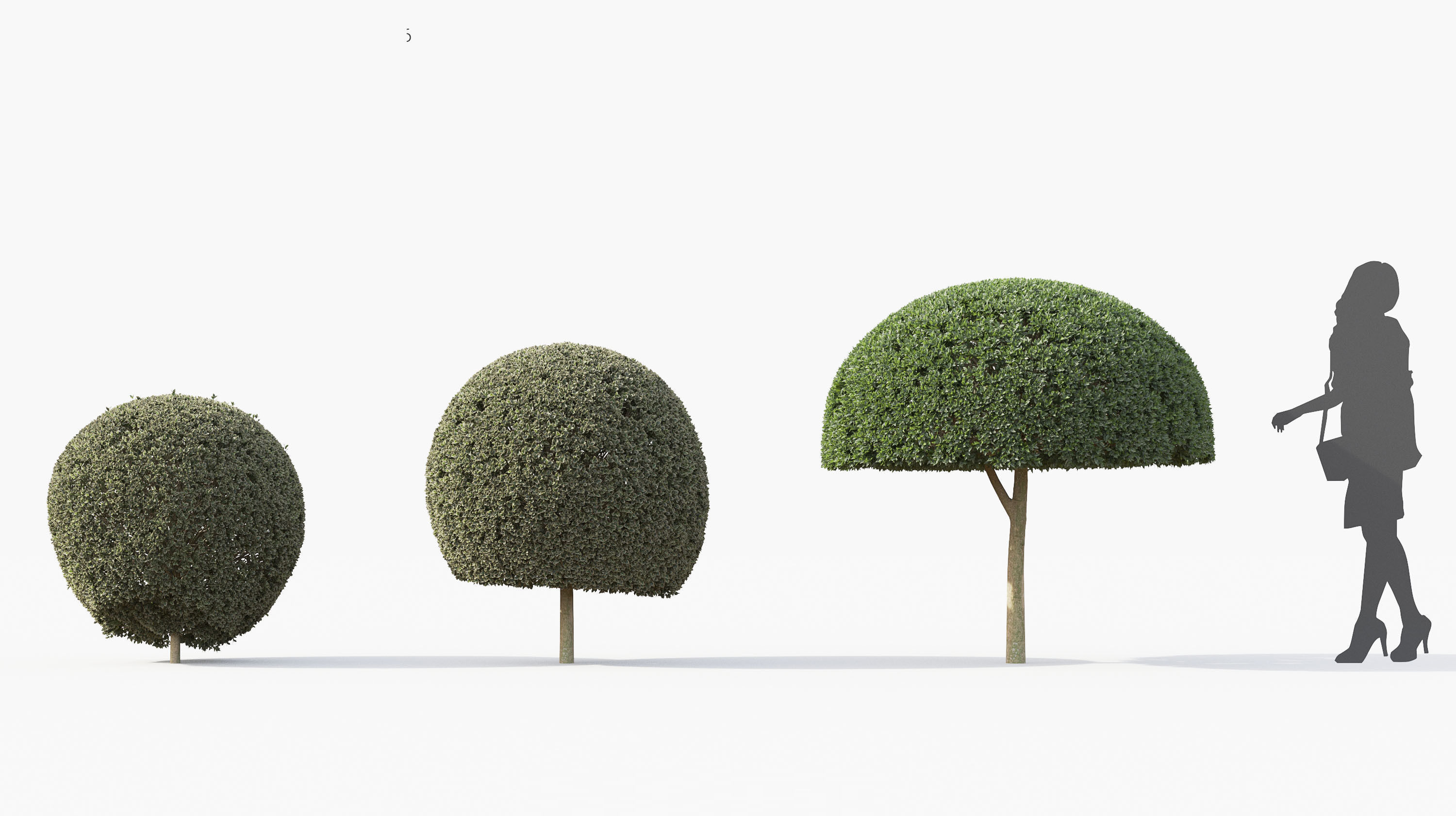 Boxwood Shrub collection - Include GrowFX and Mesh file 3D model_12