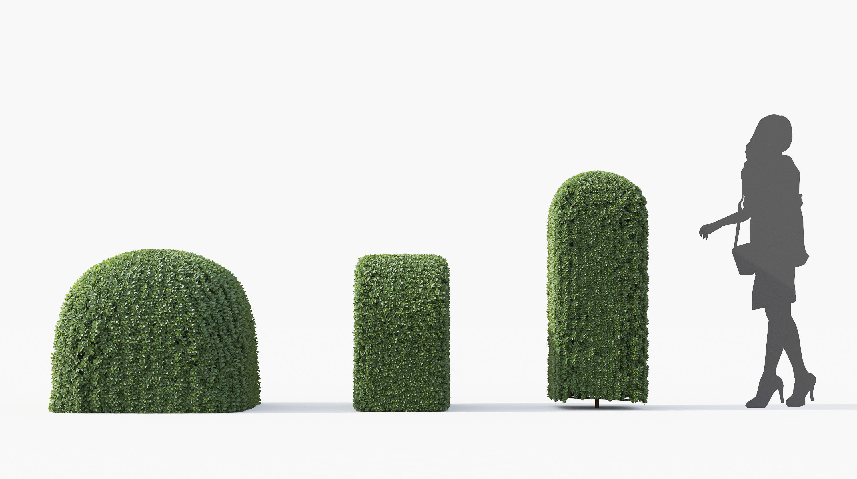 Boxwood Shrub collection - Include GrowFX and Mesh file 3D model_9