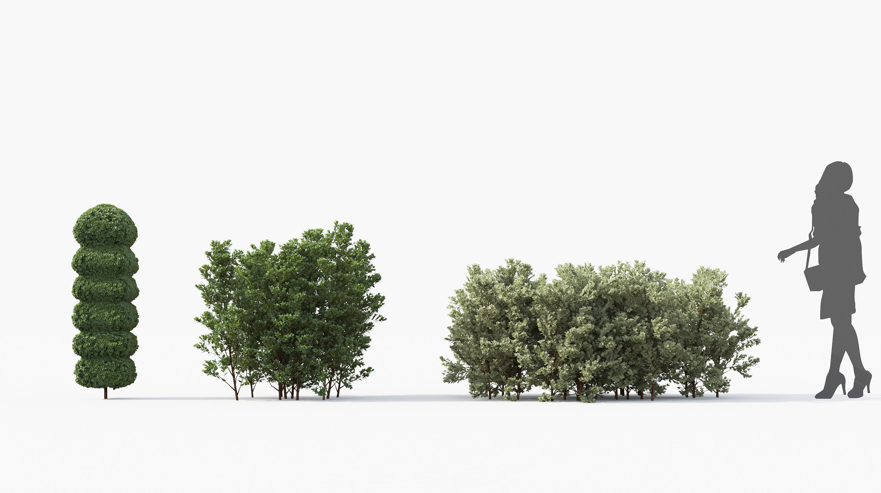 Boxwood Shrub collection - Include GrowFX and Mesh file 3D model_10