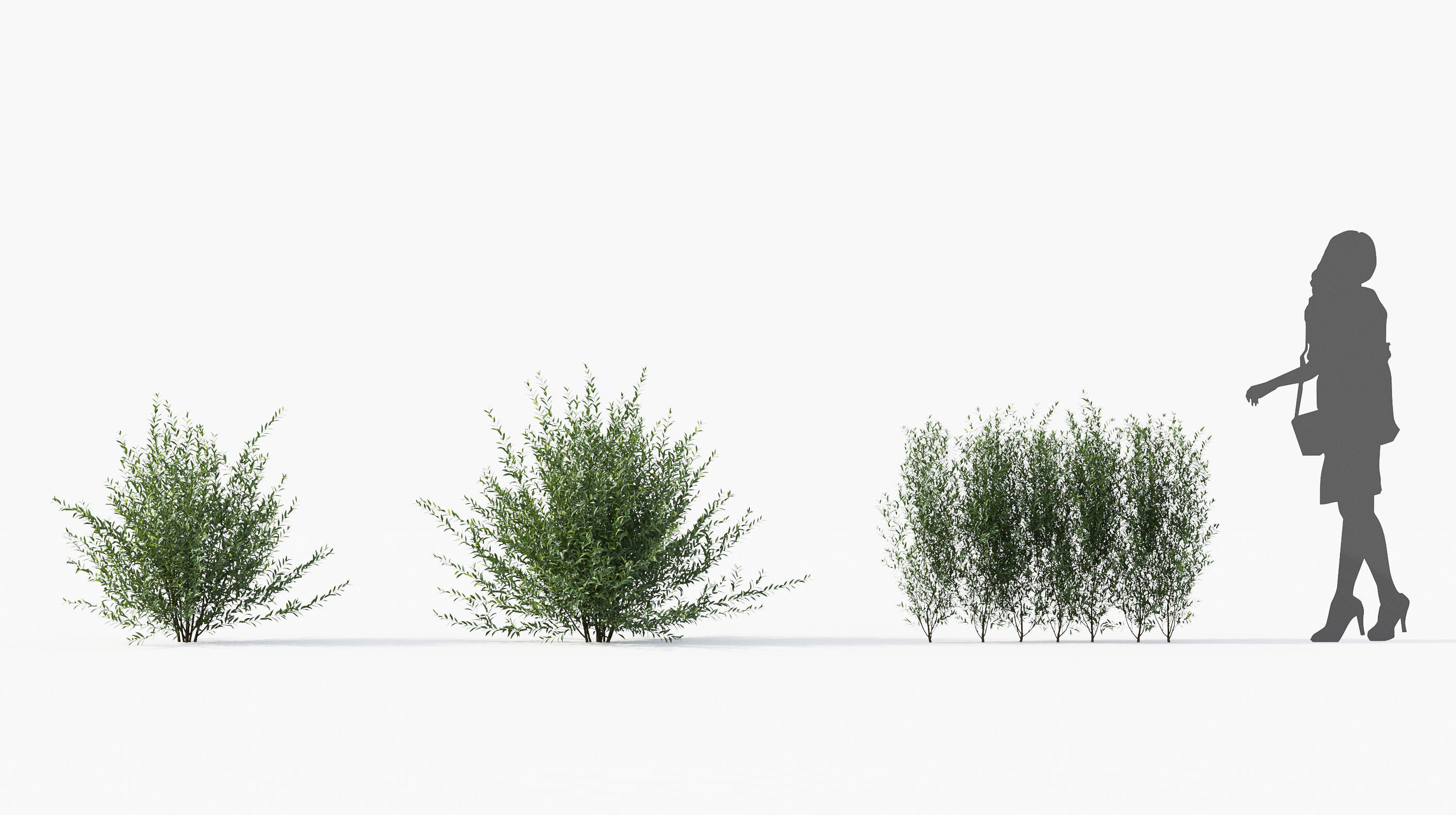 Boxwood Shrub collection - Include GrowFX and Mesh file 3D model_24