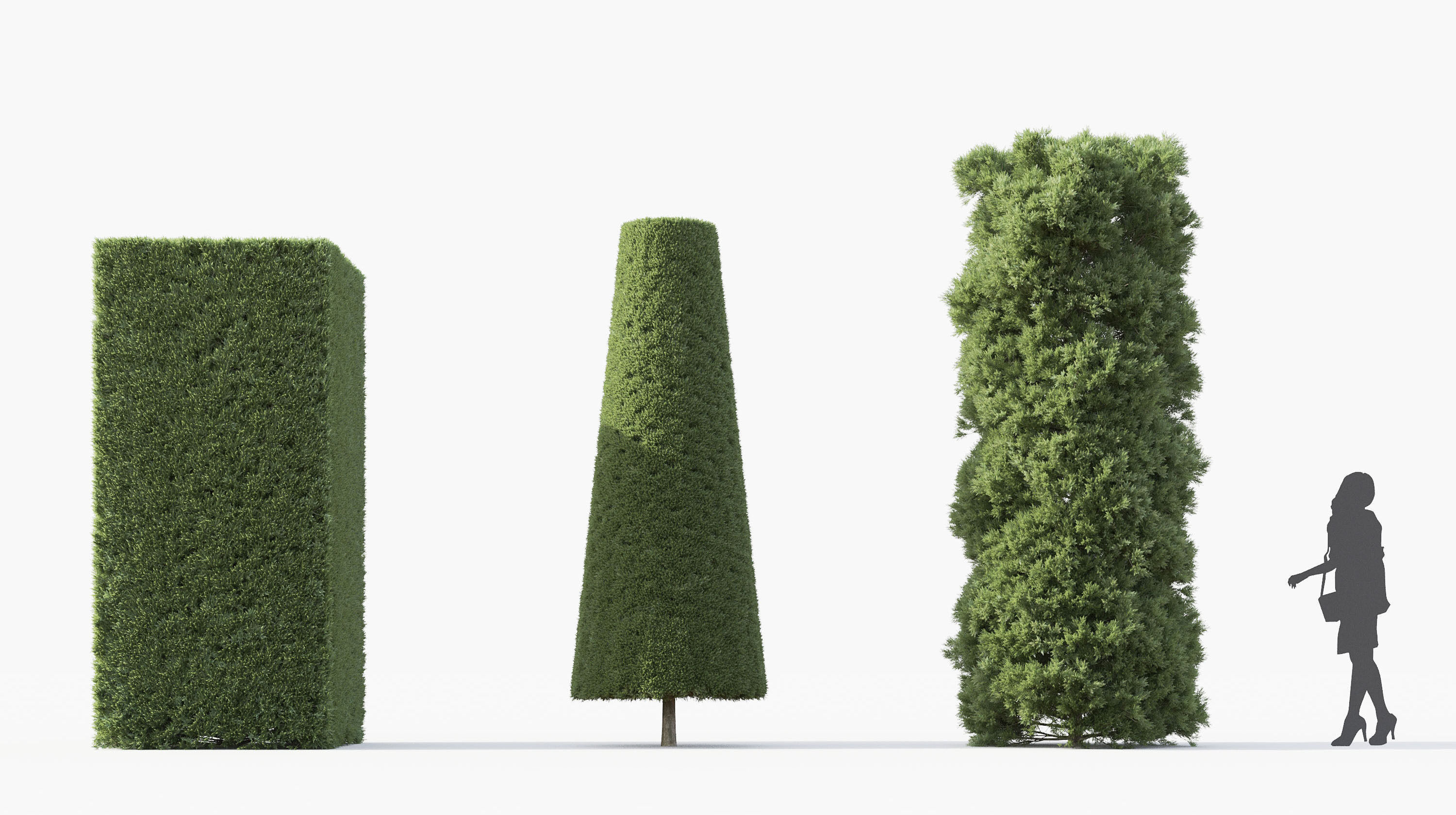 Boxwood Shrub collection - Include GrowFX and Mesh file 3D model_29