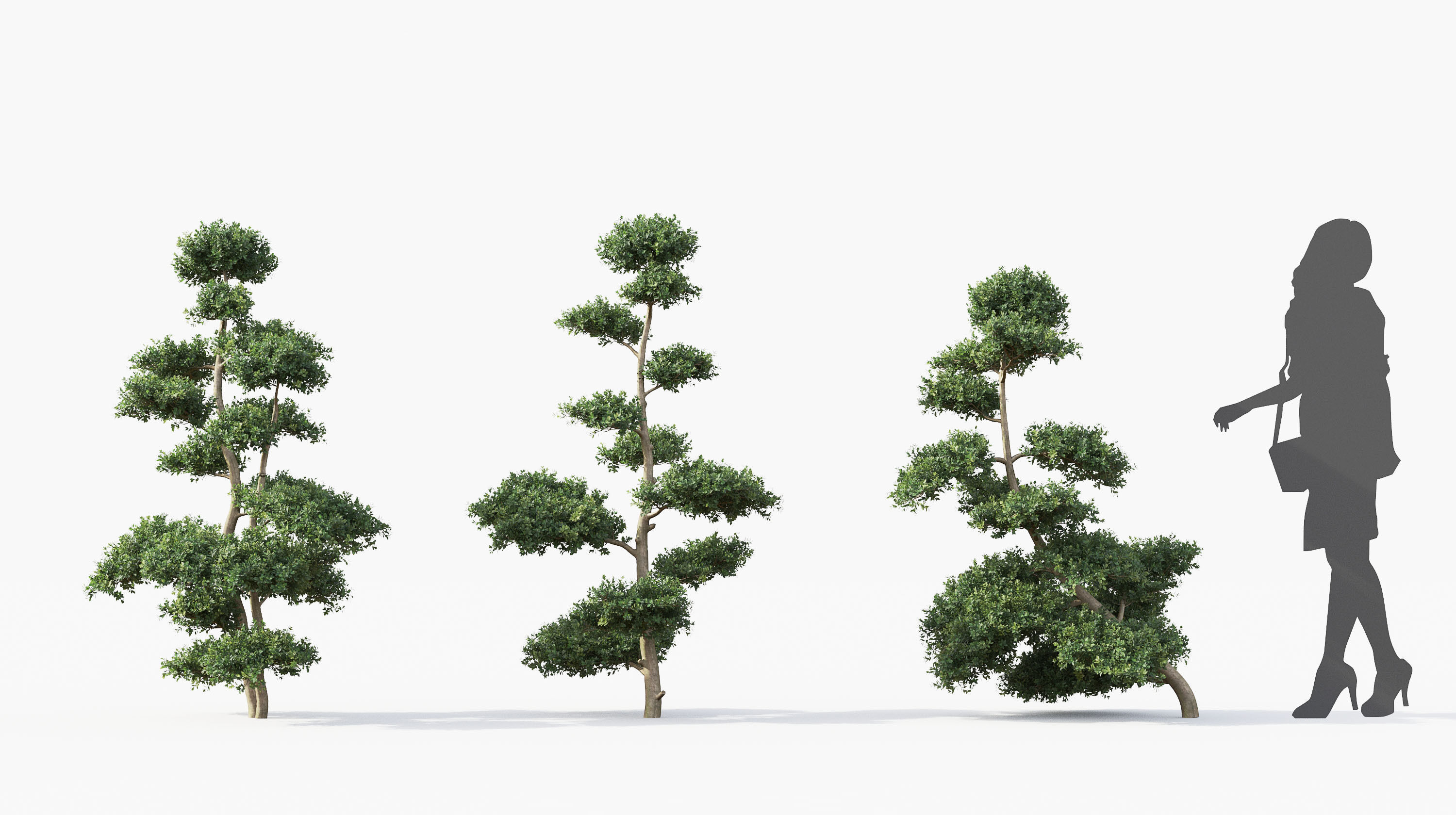 Boxwood Shrub collection - Include GrowFX and Mesh file 3D model_33