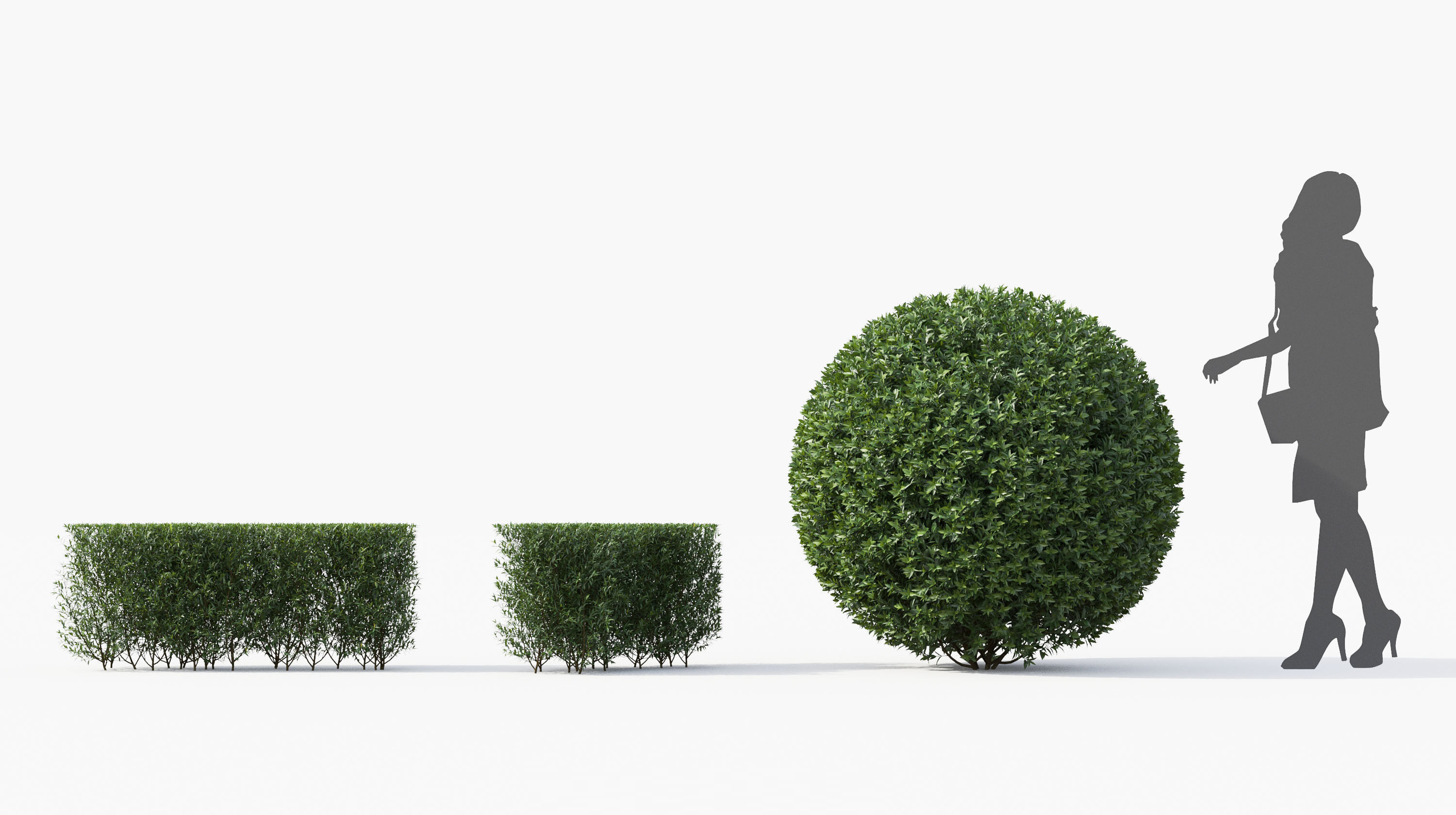 Boxwood Shrub collection - Include GrowFX and Mesh file 3D model_25