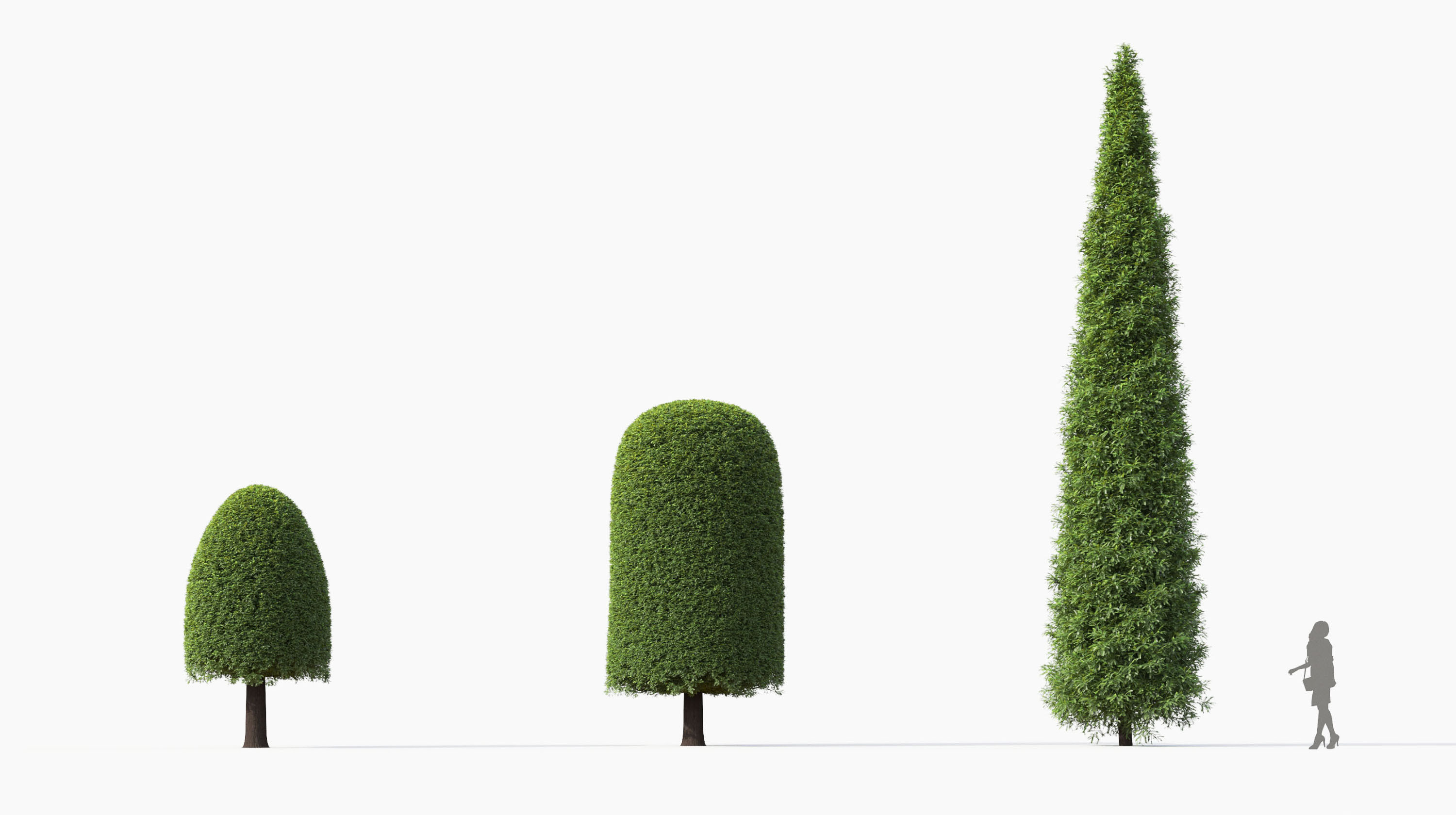 Boxwood Shrub collection - Include GrowFX and Mesh file 3D model_44