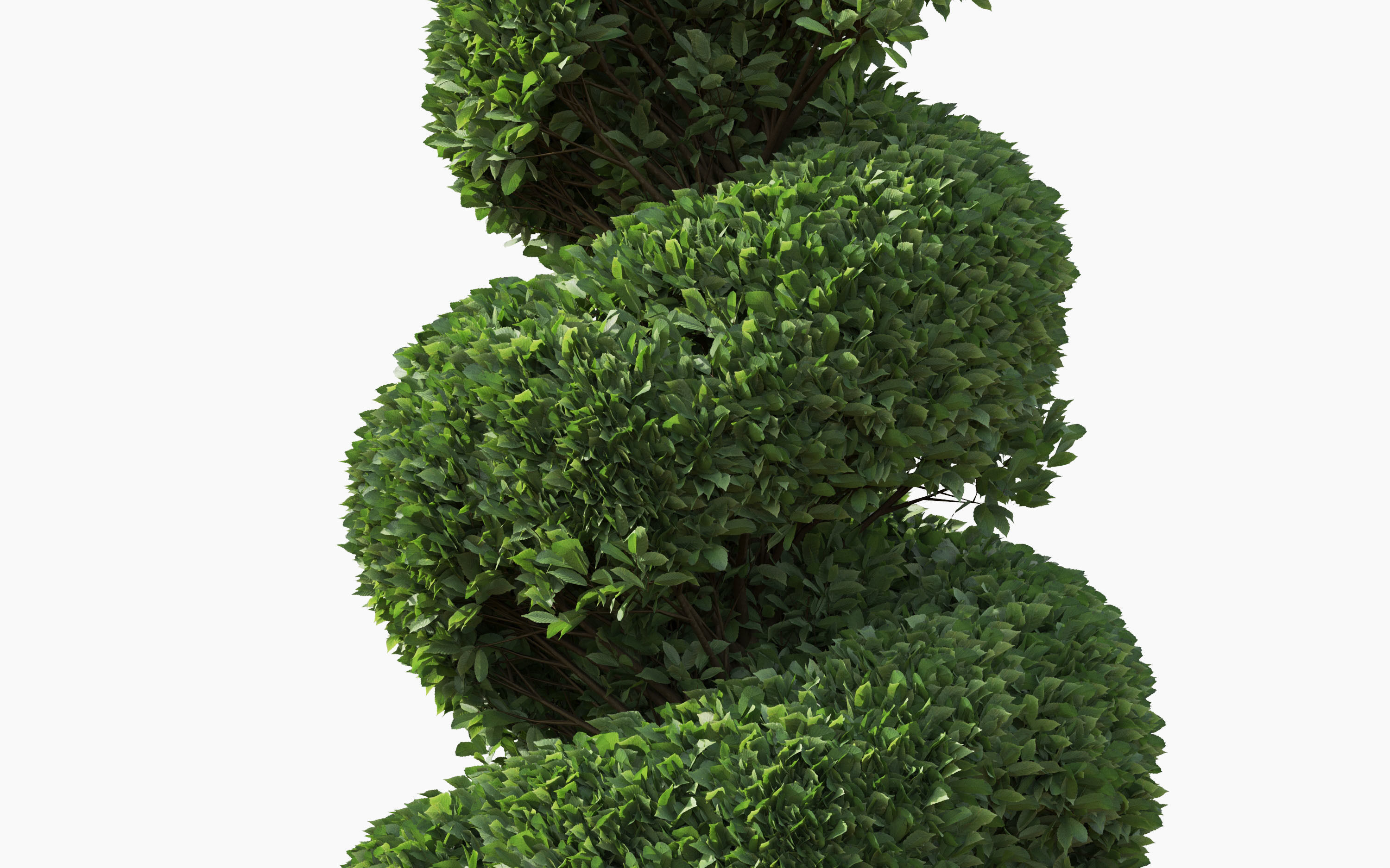 Boxwood Shrub collection - Include GrowFX and Mesh file 3D model_23