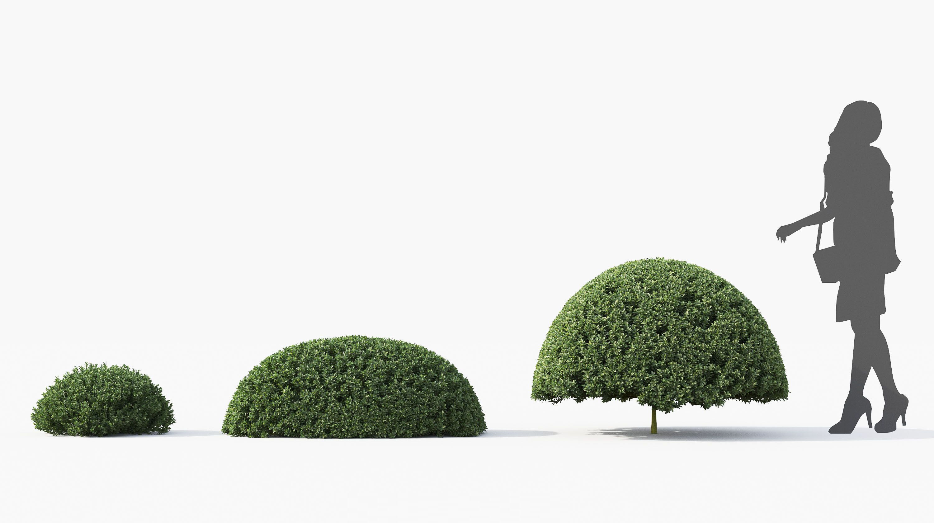 Boxwood Shrub collection - Include GrowFX and Mesh file 3D model_17
