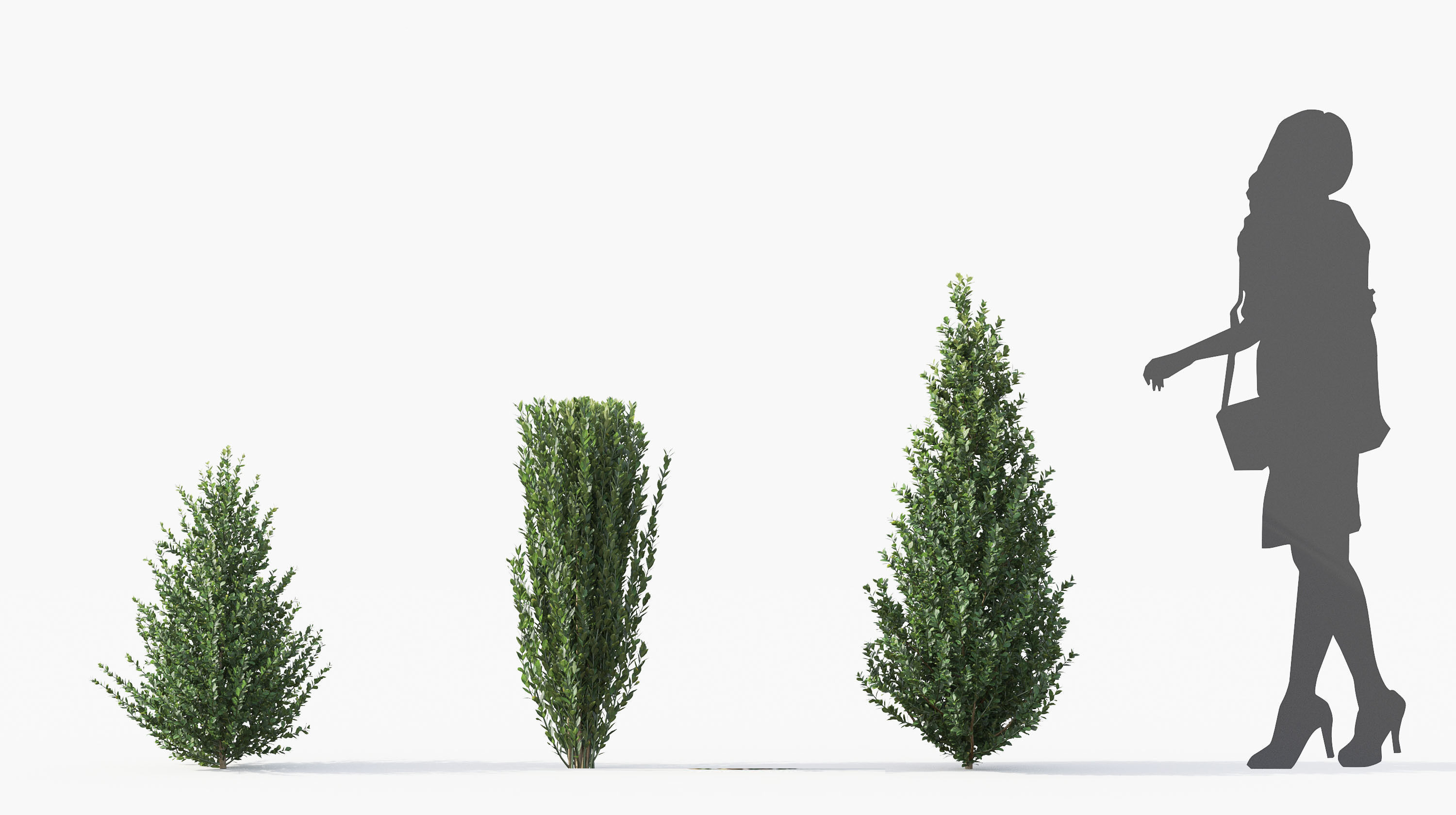 Boxwood Shrub collection - Include GrowFX and Mesh file 3D model_32