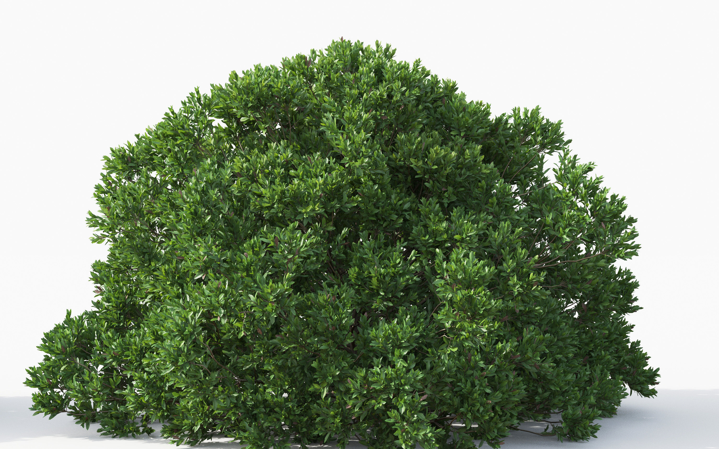 Boxwood Shrub collection - Include GrowFX and Mesh file 3D model_38
