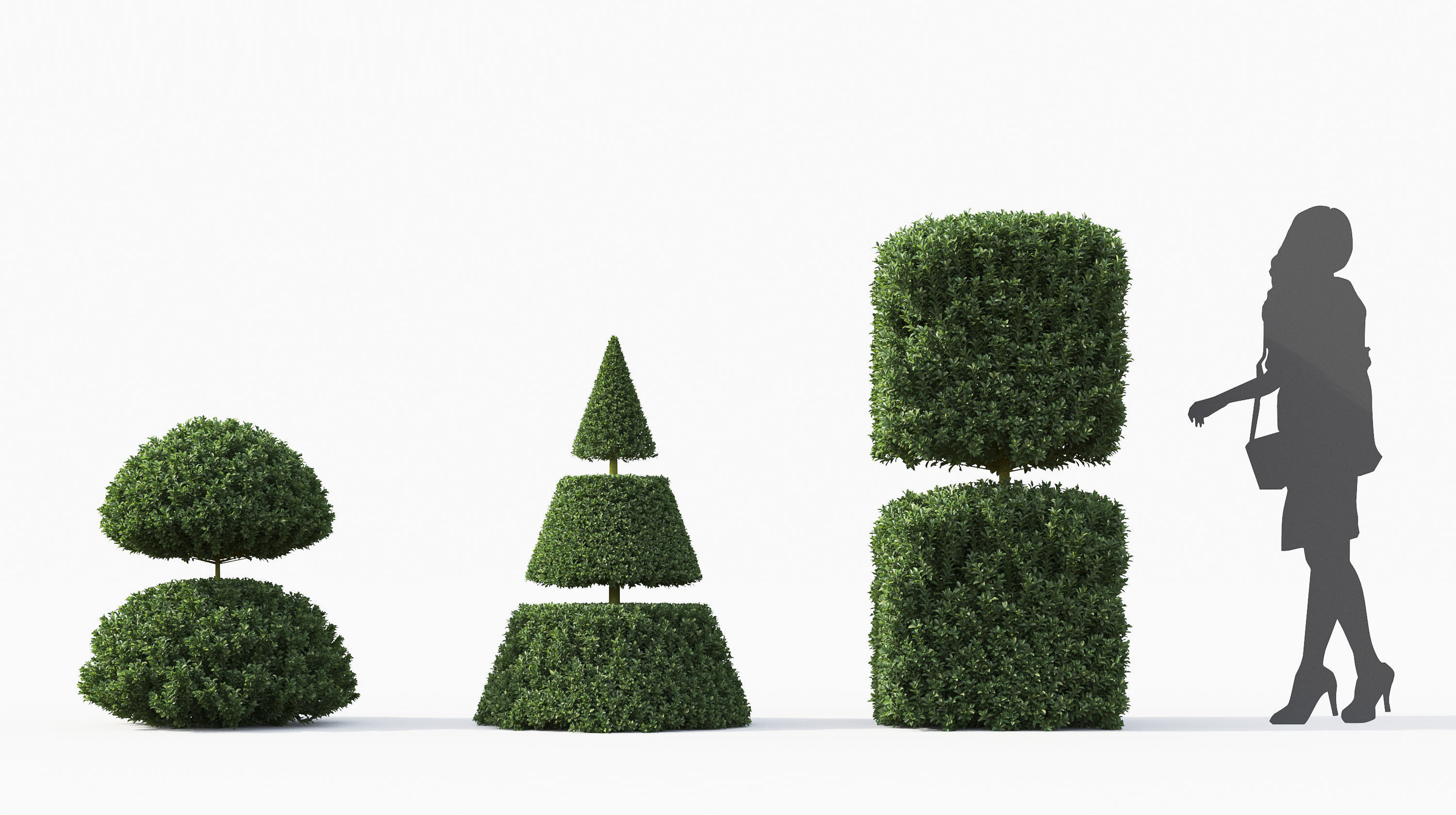 Boxwood Shrub collection - Include GrowFX and Mesh file 3D model_18