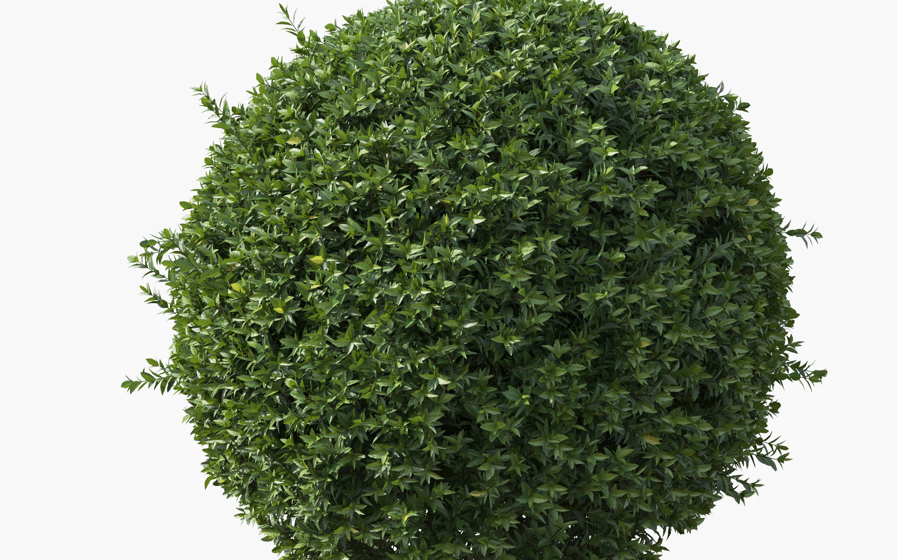 Boxwood Shrub collection - Include GrowFX and Mesh file 3D model_27
