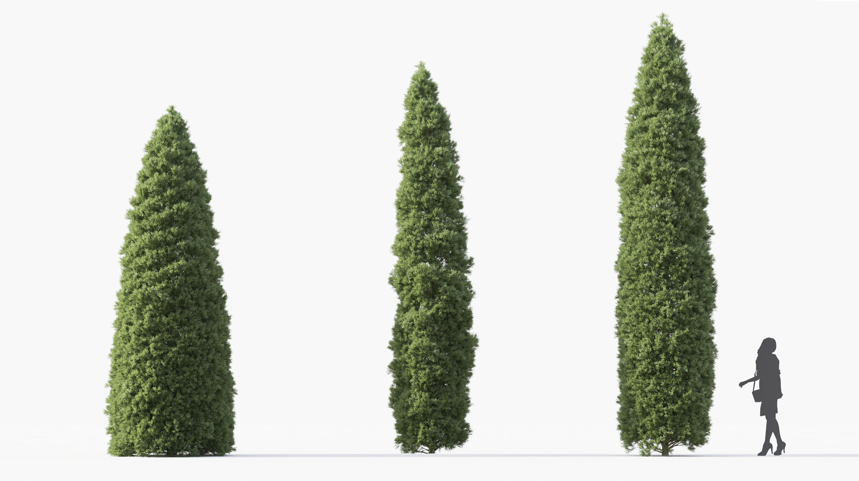 Boxwood Shrub collection - Include GrowFX and Mesh file 3D model_30