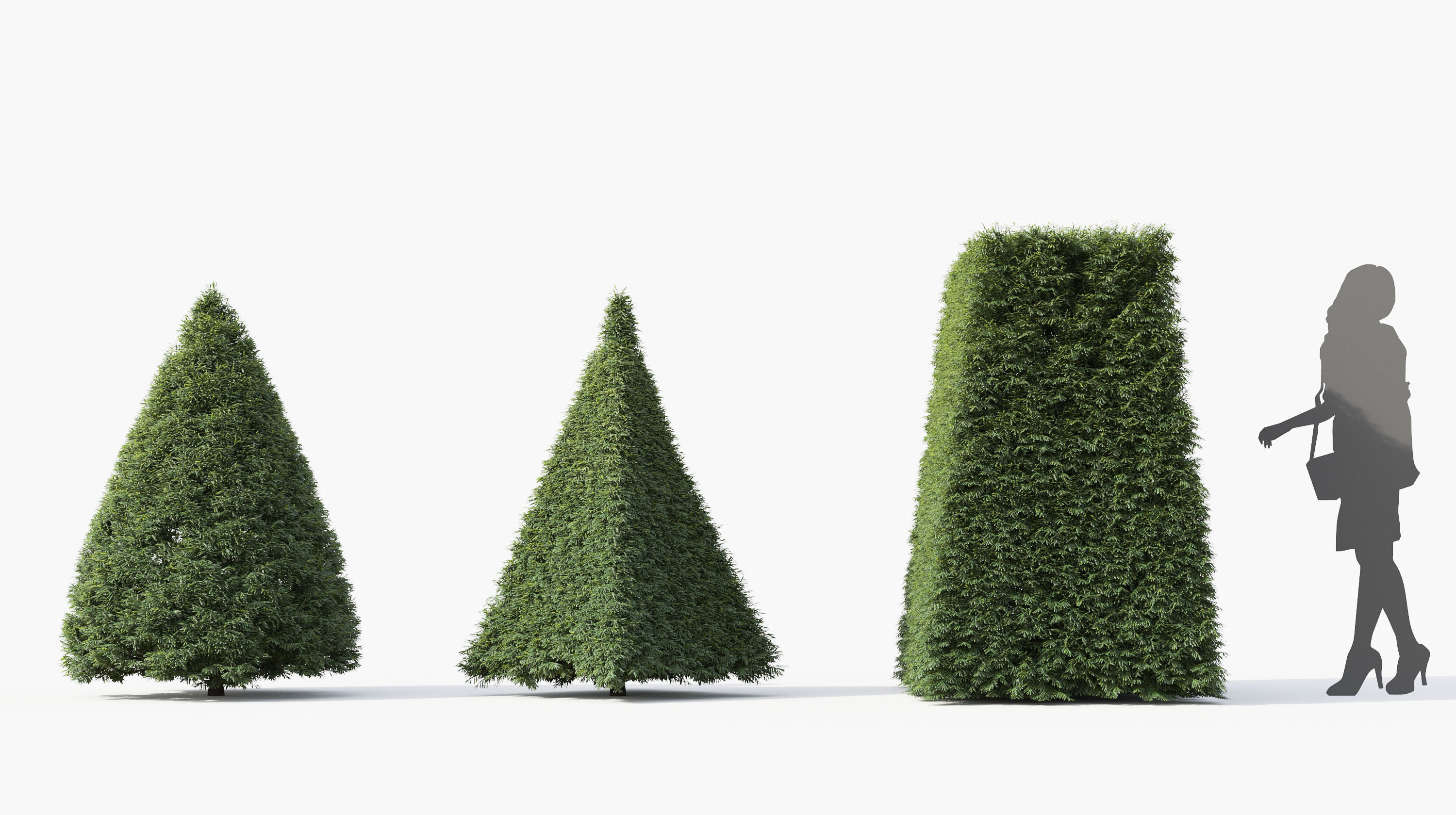 Boxwood Shrub collection - Include GrowFX and Mesh file 3D model_42
