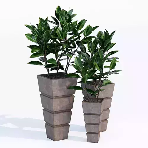Montijo three potted plants - three potted plants